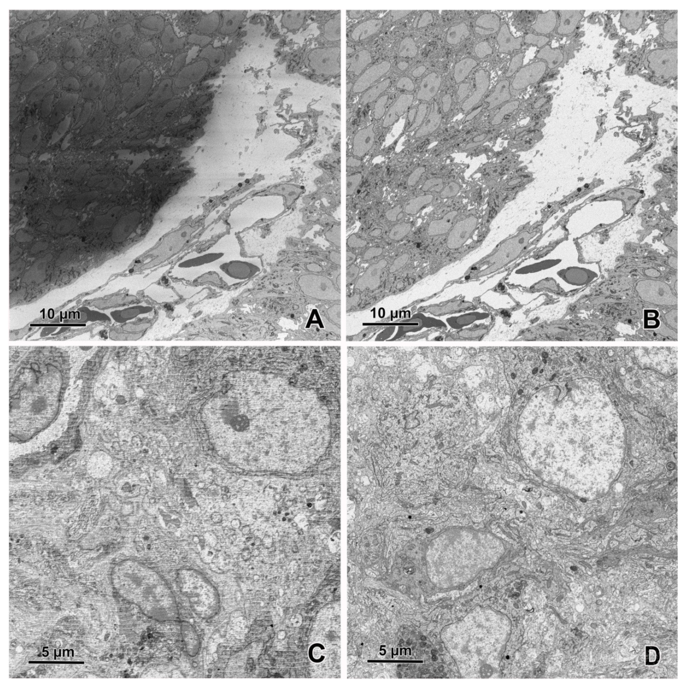 Animals 11 03390 g009