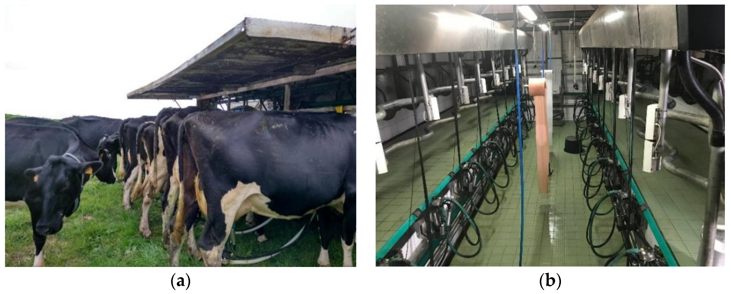 Animals 11 03394 g001 550