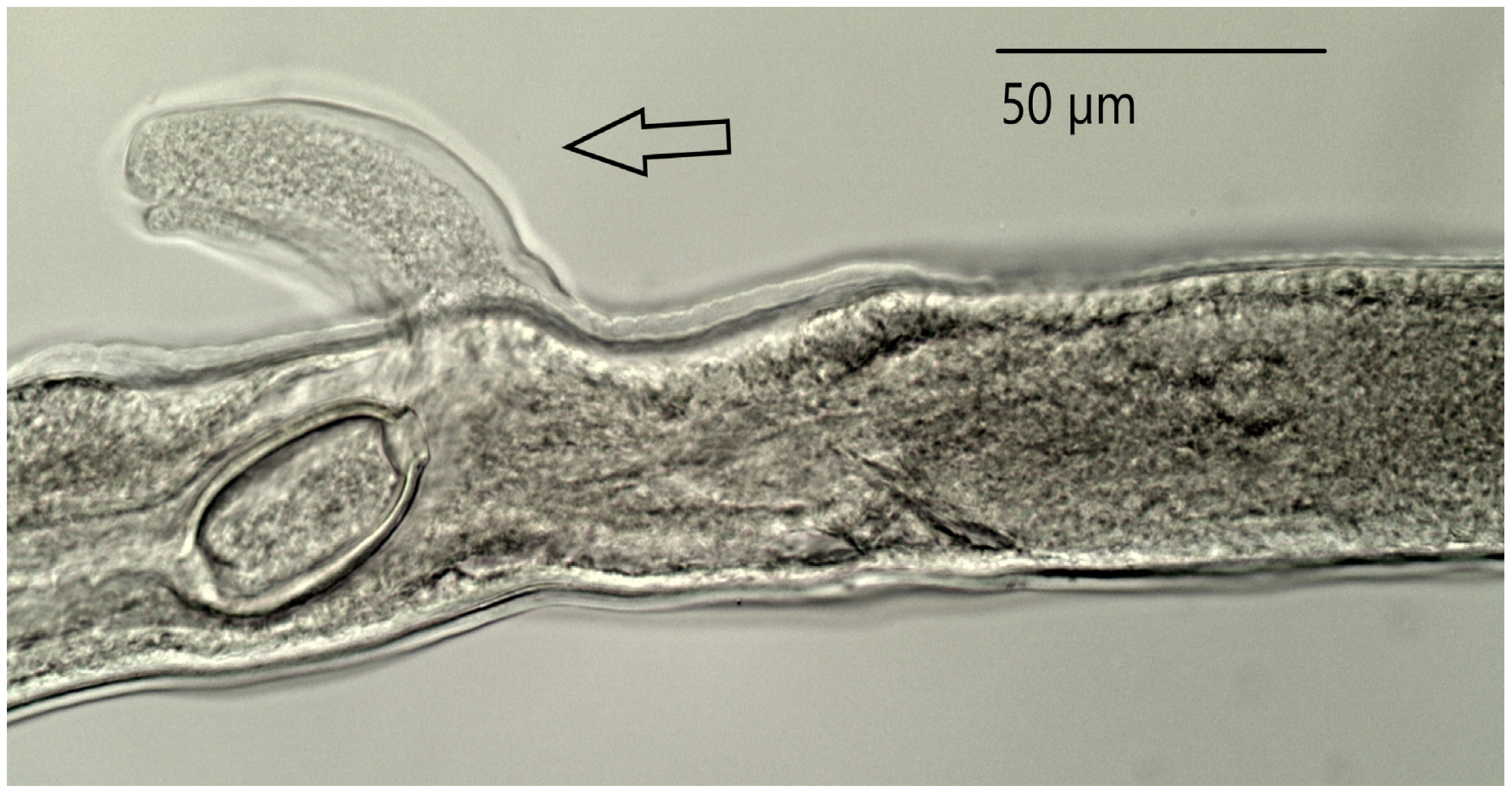 Animals 11 03396 g002