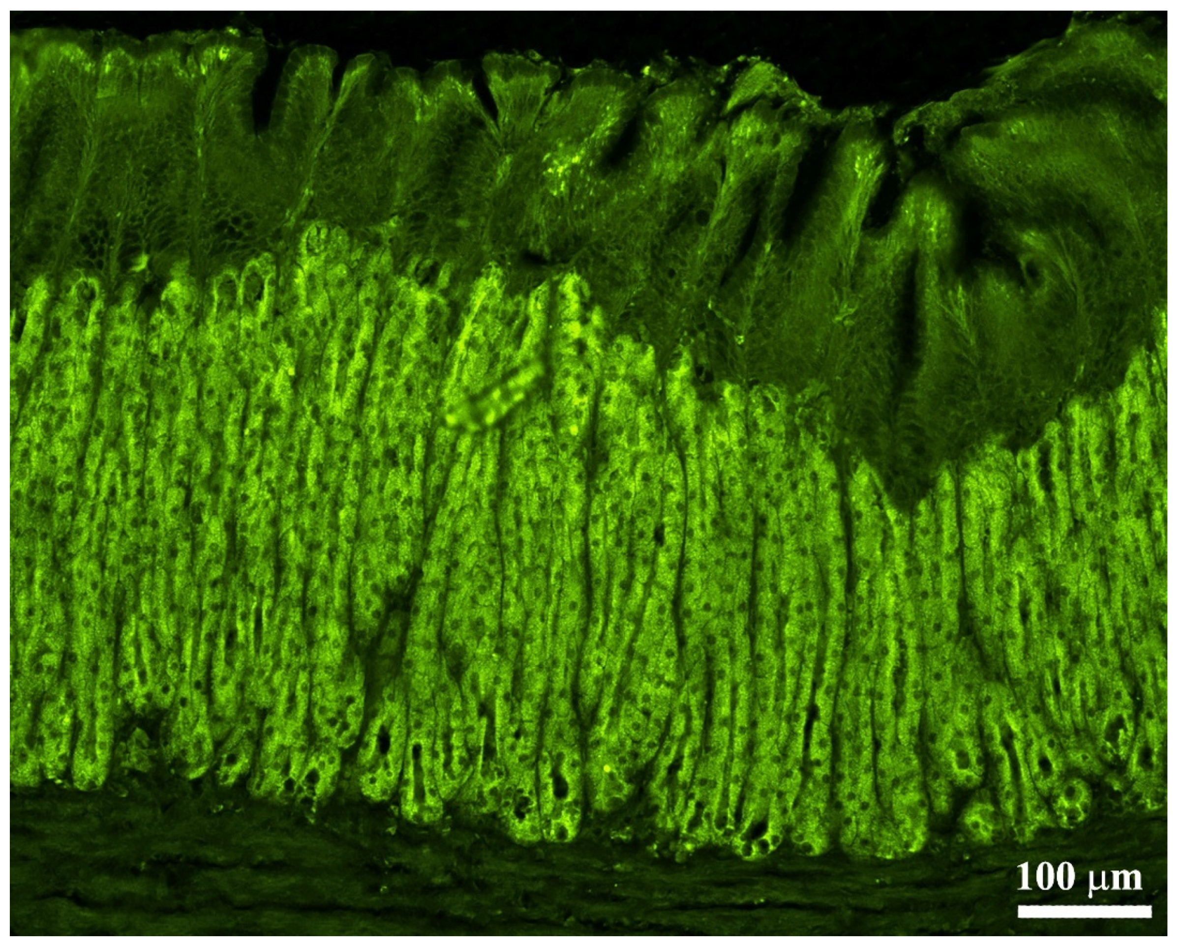 Animals 11 03401 g003