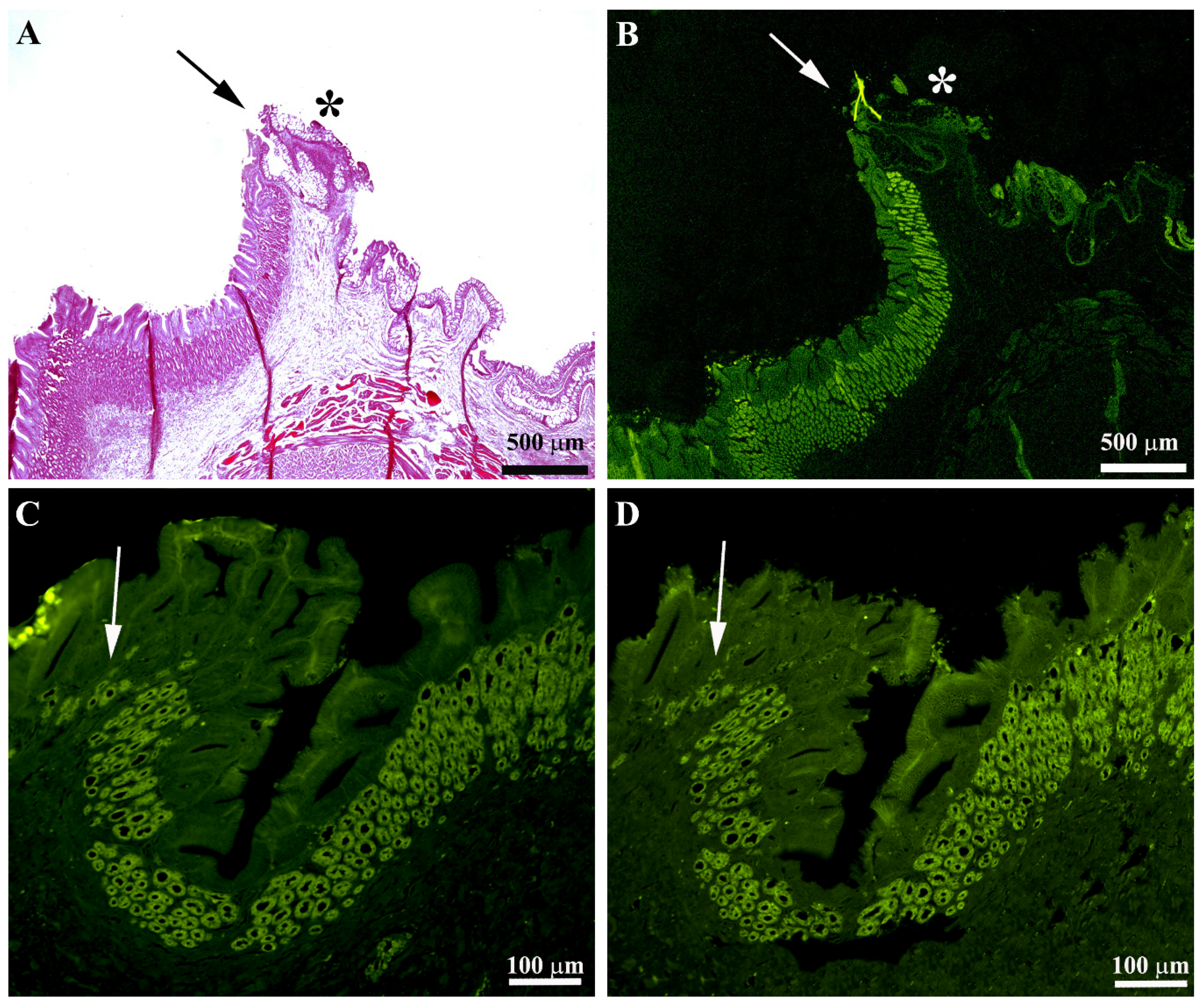 Animals 11 03401 g004