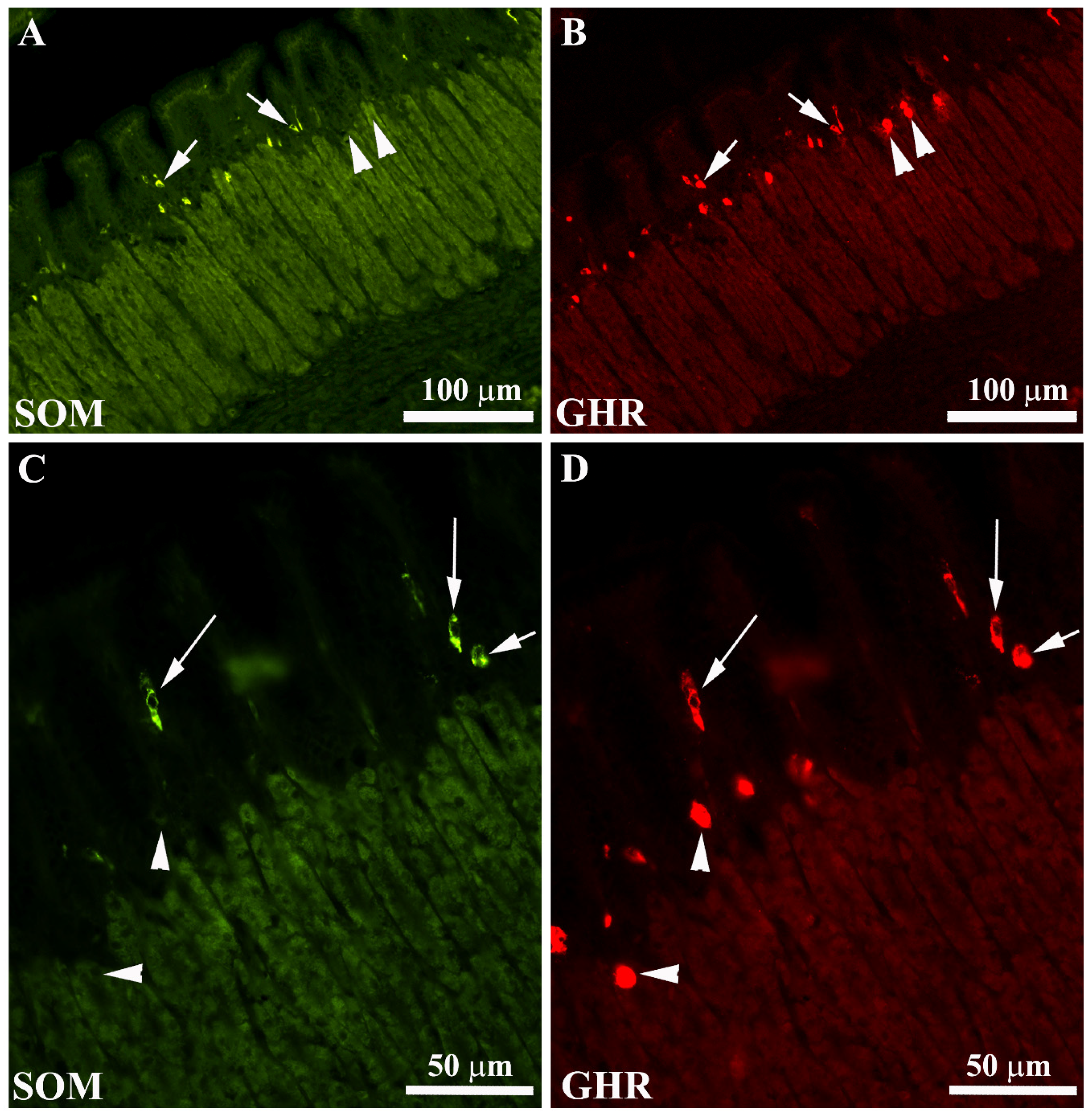 Animals 11 03401 g006