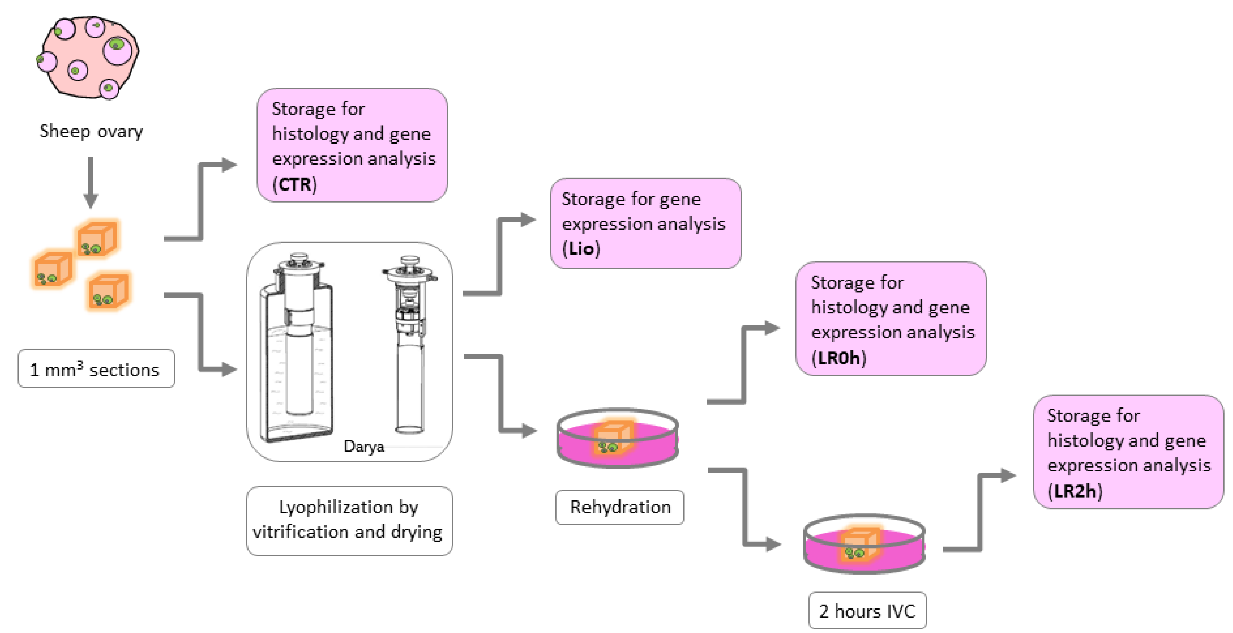 Animals 11 03407 g001