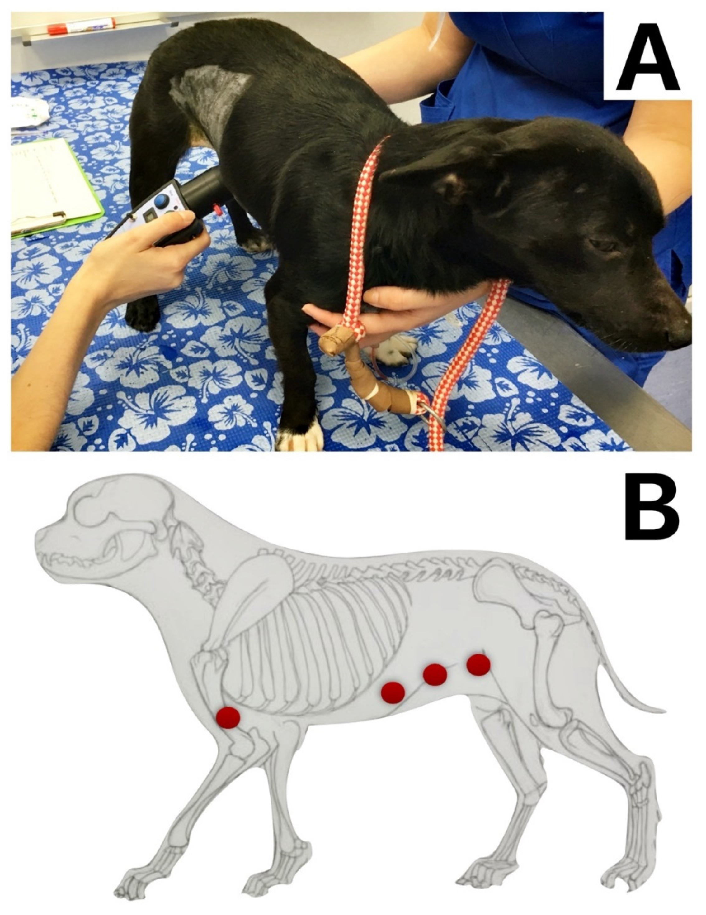 Animals | Free Full-Text | Evaluation of Quadratus Lumborum Block as Part of an Opioid-Free Anaesthesia for Canine Ovariohysterectomy Animals | Free Full-Text | Evaluation of Quadratus Lumborum Block as Part of an Opioid-Free Anaesthesia for Canine Ovariohysterectomy