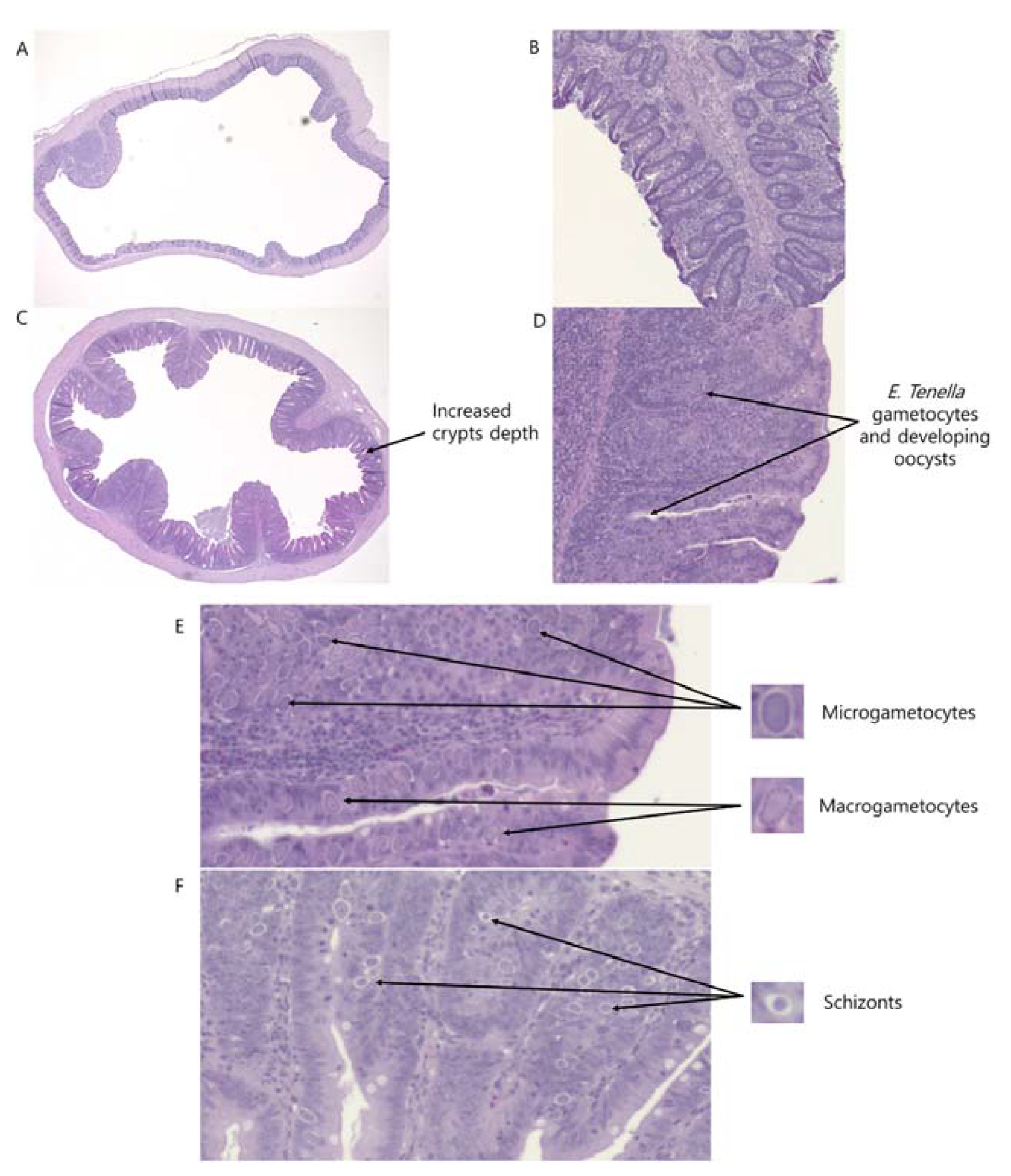 Animals 11 03428 g005 Animals 11 03428 g005