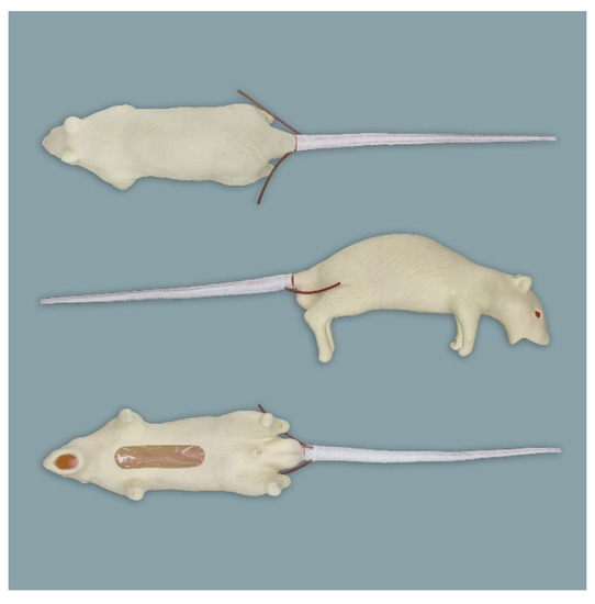 Animals | Free Full-Text | Anatomical Evaluation of Rat and Mouse Simulators for Laboratory Animal Science Courses Animals | Free Full-Text | Anatomical Evaluation of Rat and Mouse Simulators for Laboratory Animal Science Courses