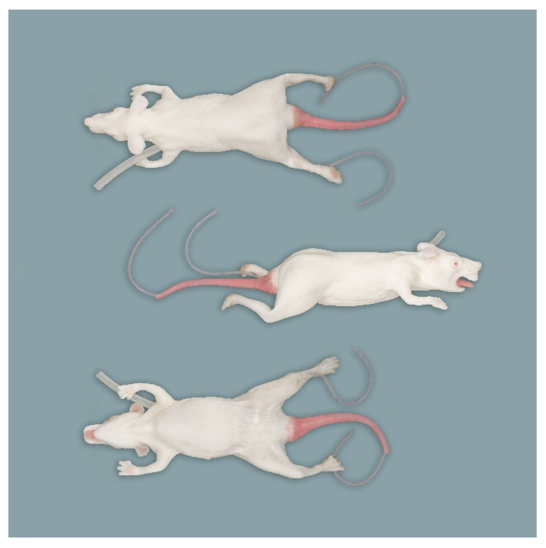 Animals | Free Full-Text | Anatomical Evaluation of Rat and Mouse  Simulators for Laboratory Animal Science Courses