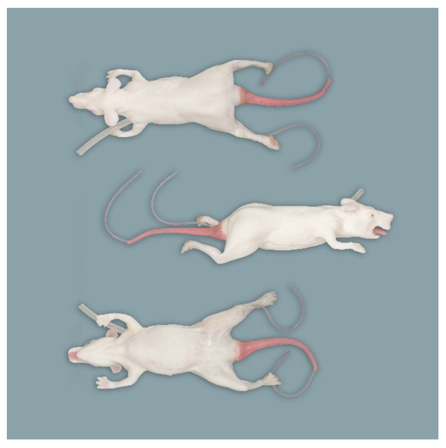 Animals | Free Full-Text | Anatomical Evaluation of Rat and Mouse Simulators for Laboratory Animal Science Courses Animals | Free Full-Text | Anatomical Evaluation of Rat and Mouse Simulators for Laboratory Animal Science Courses
