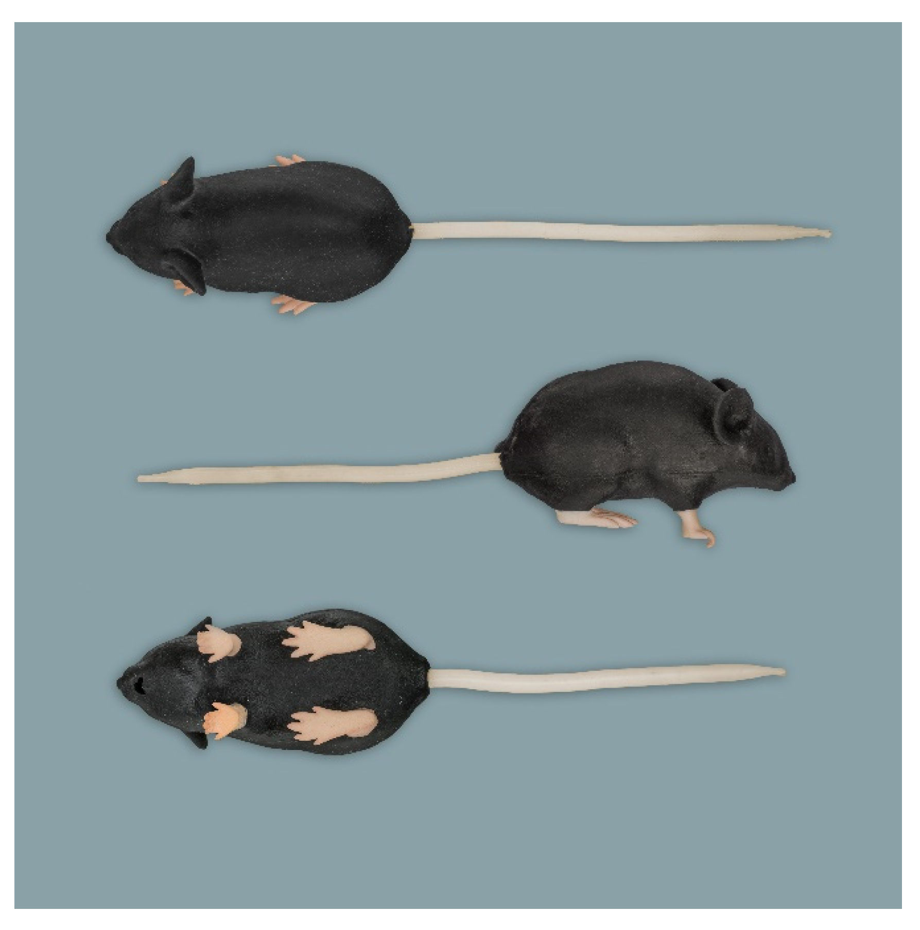 Animals | Free Full-Text | Anatomical Evaluation of Rat and Mouse  Simulators for Laboratory Animal Science Courses