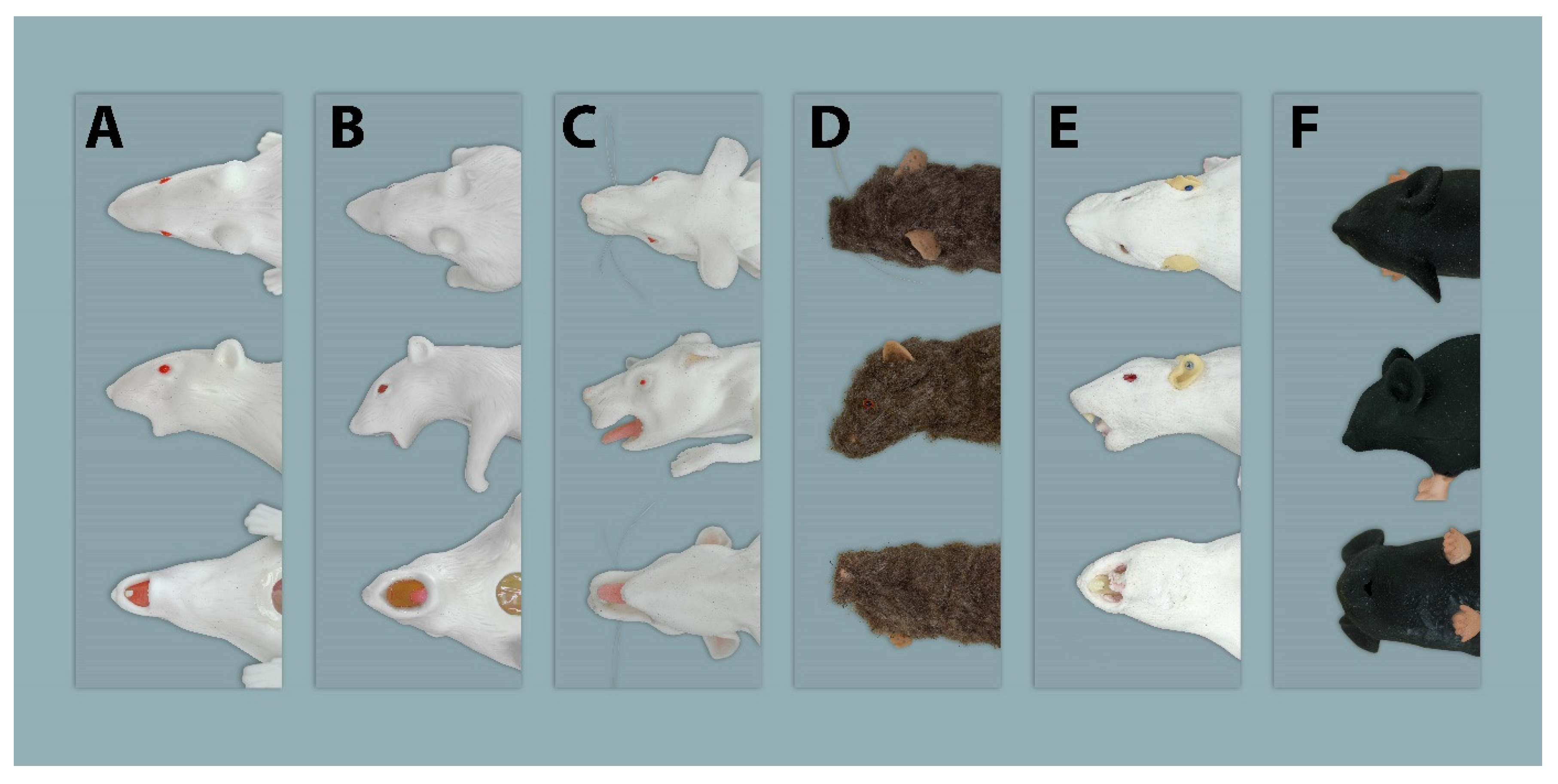 Animals 11 03432 g007 Animals 11 03432 g007