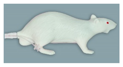 Animals 11 03432 i001 Animals 11 03432 i001