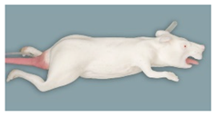 Animals 11 03432 i003 Animals 11 03432 i003