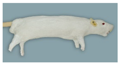 Animals 11 03432 i005 Animals 11 03432 i005