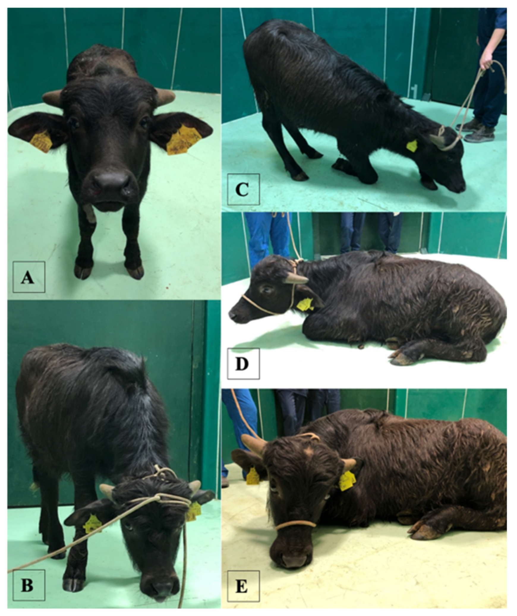 Animals 11 03433 g001