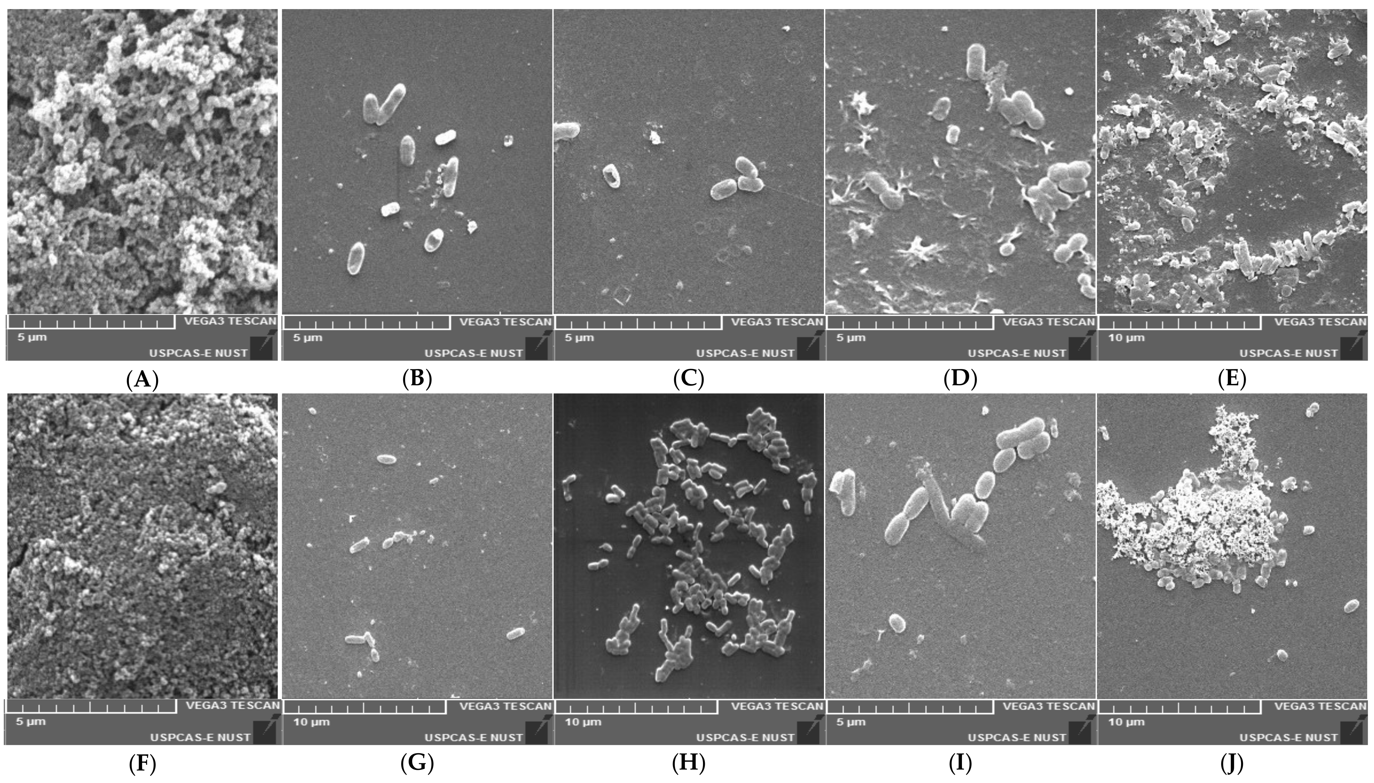 Animals 11 03435 g007 550