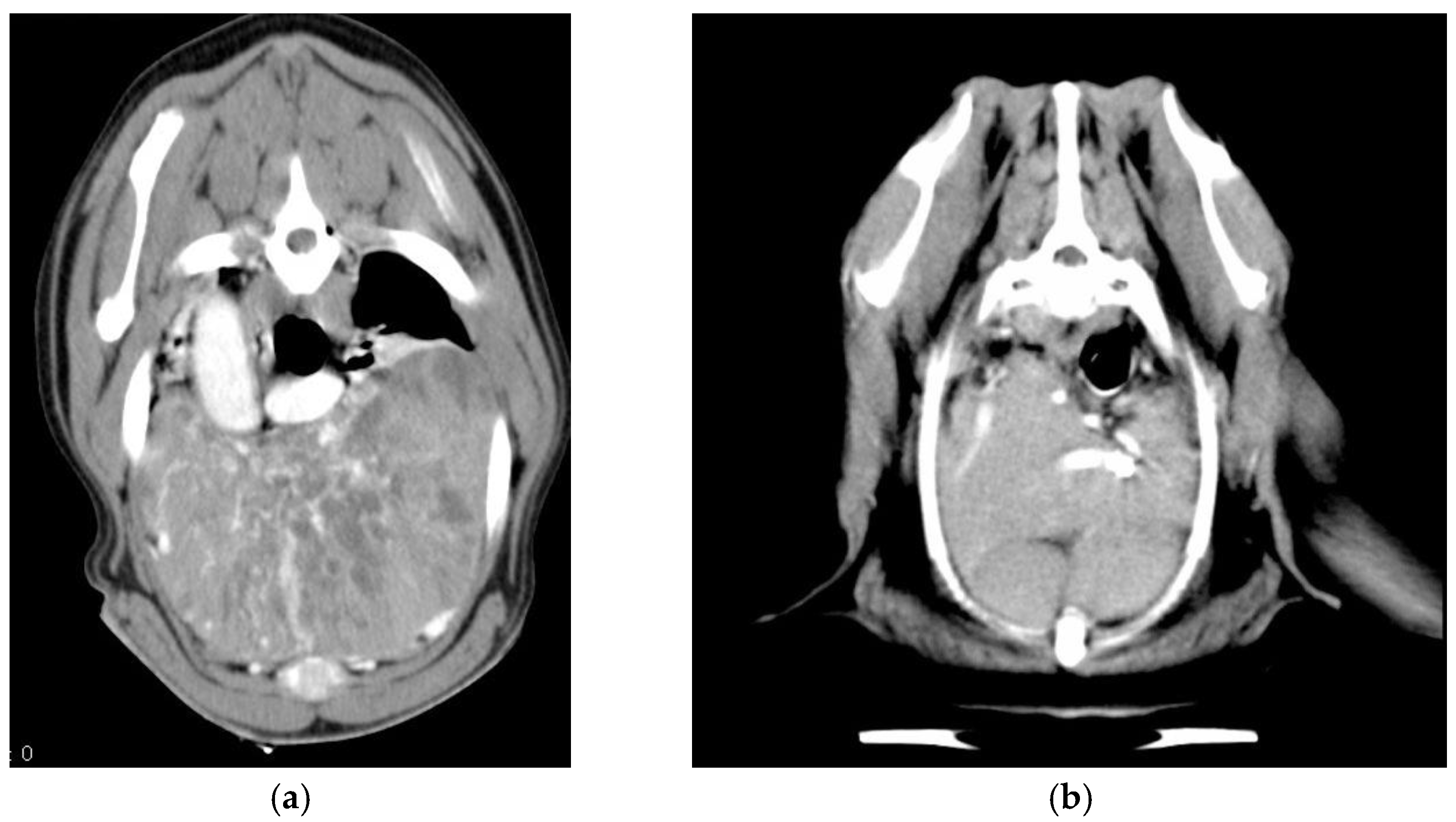 Animals Free Full Text Canine Epithelial Thymic Tumors Outcome In 28 Dogs Treated By Surgery Html