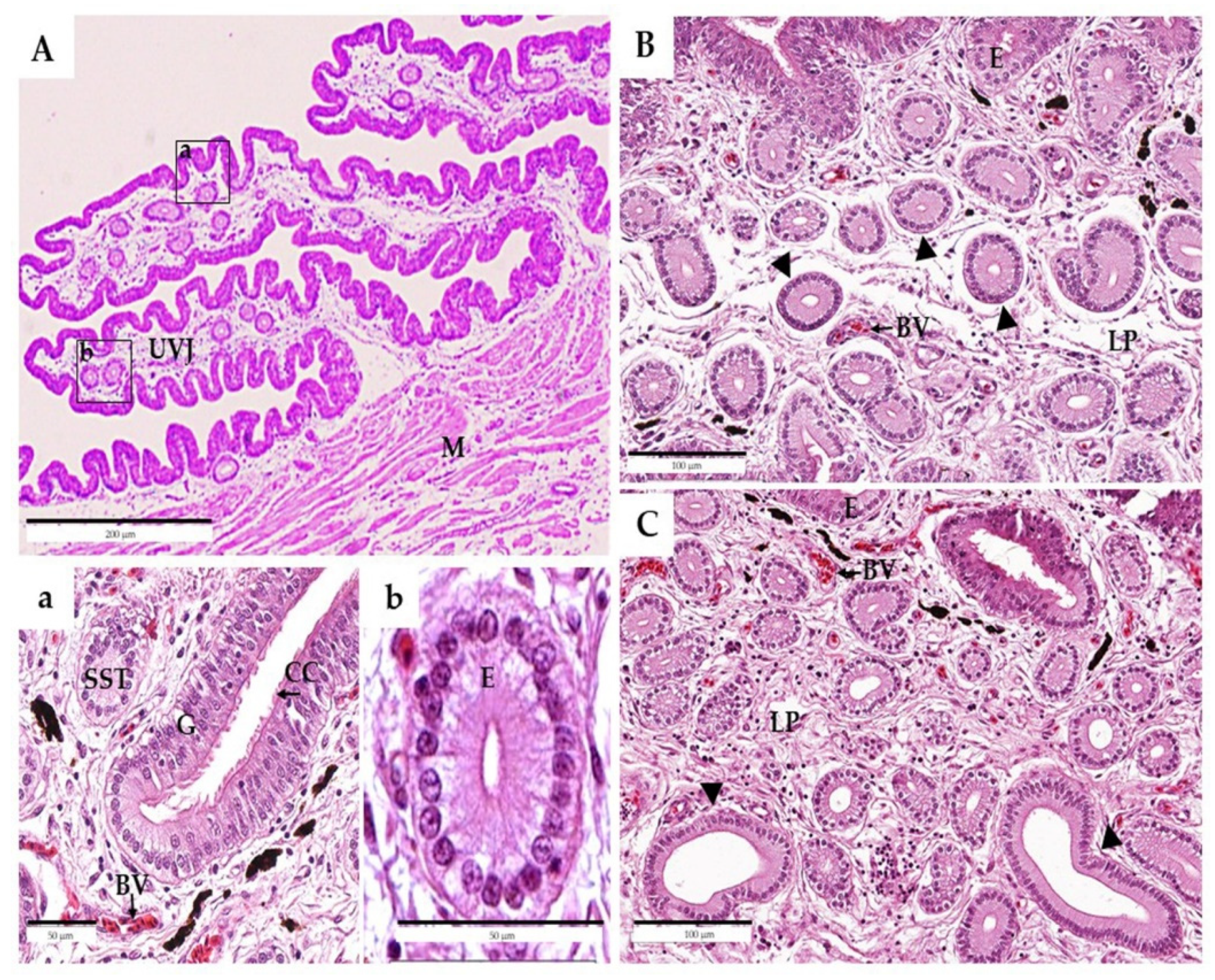 Animals 11 03446 g001 Animals 11 03446 g001