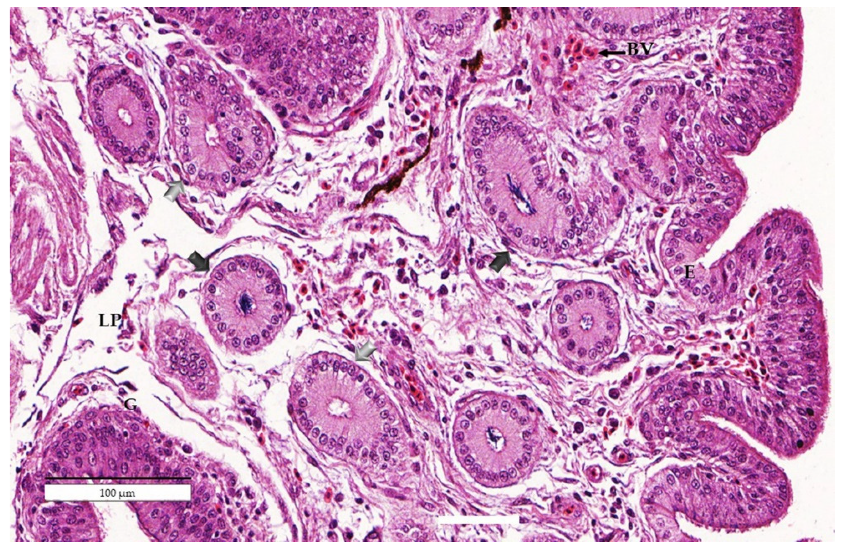 Animals 11 03446 g002 Animals 11 03446 g002