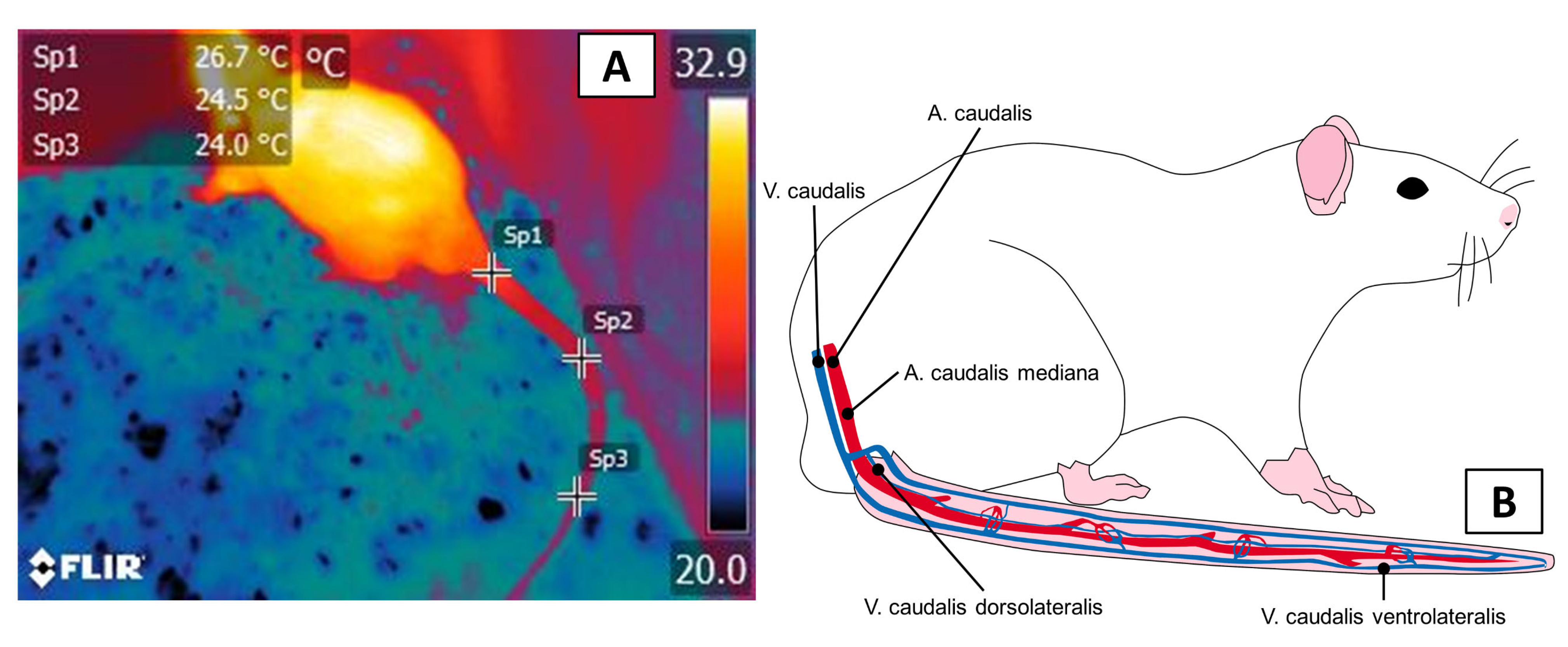 Animals 11 03448 g003