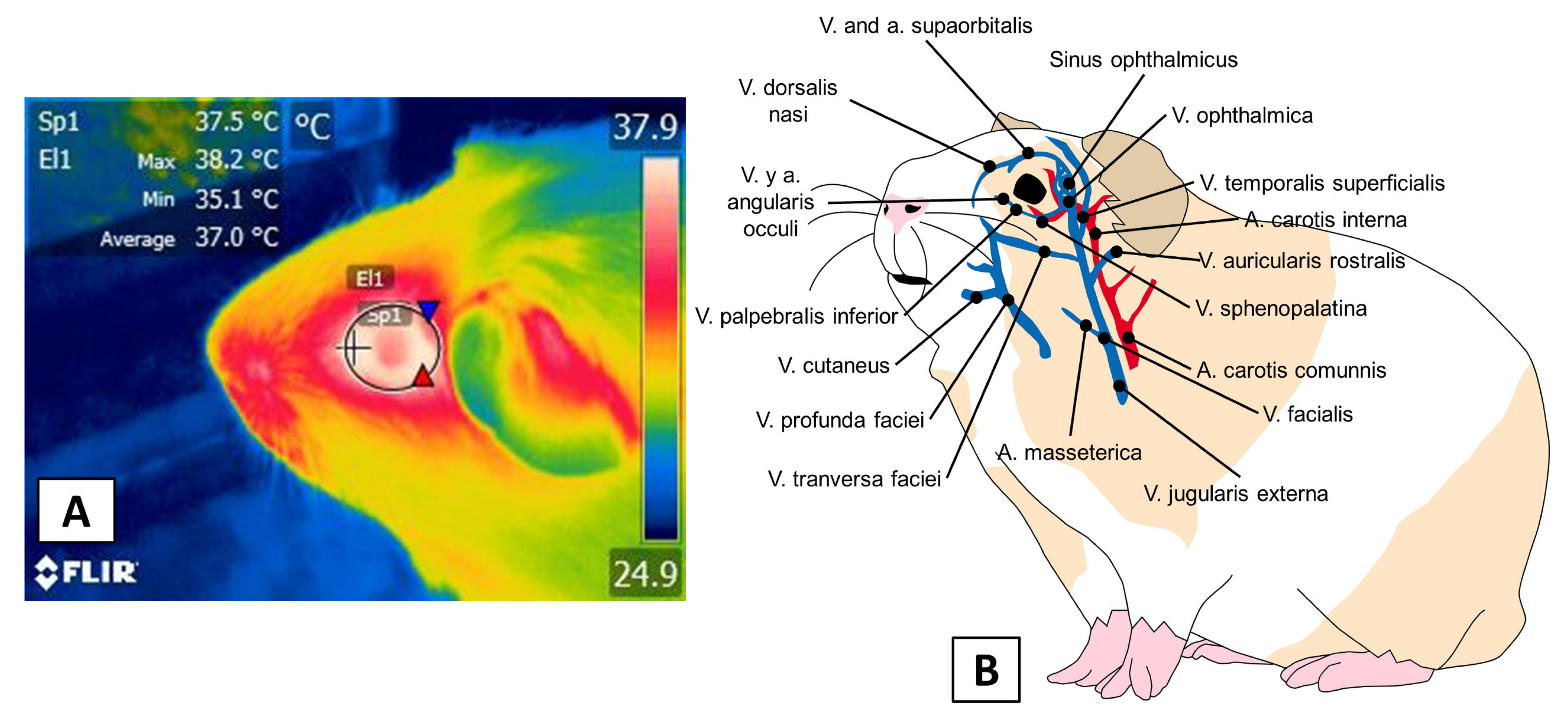 Animals 11 03448 g005