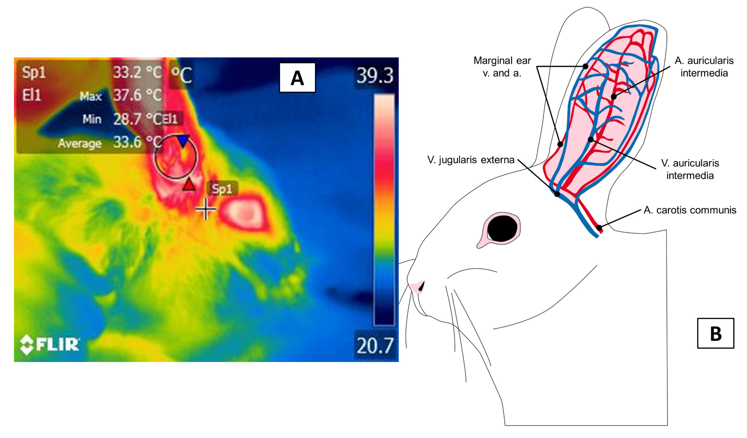 Animals 11 03448 g007
