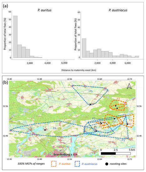 Spatial Behavior and Habitat Use of Two Sympatric Bat Species