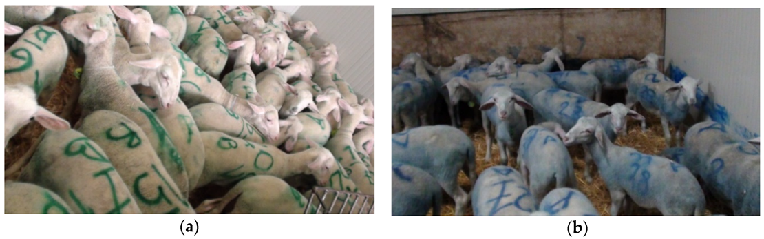 Animals 11 03464 g002