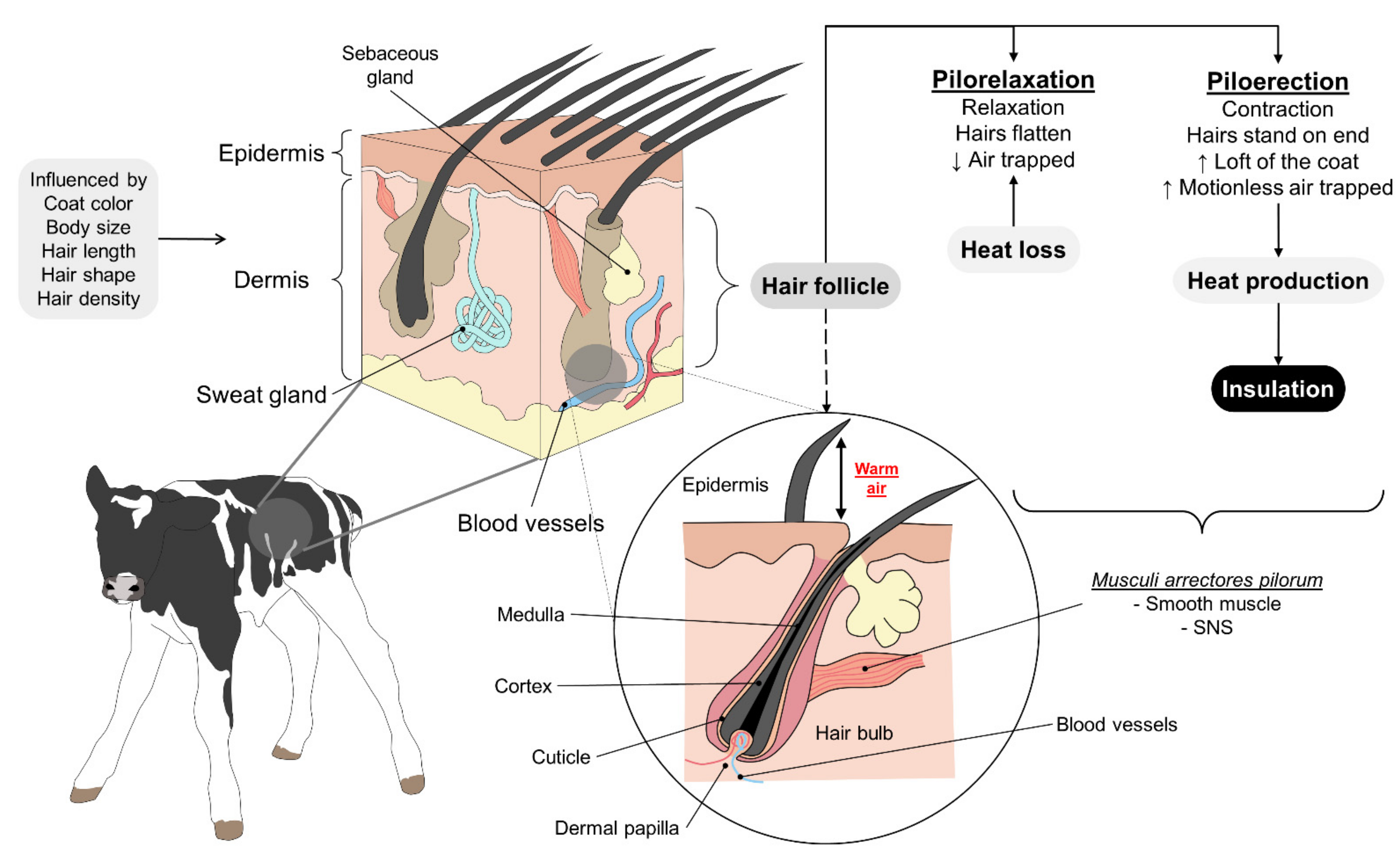 Animals 11 03472 g004 Animals 11 03472 g004