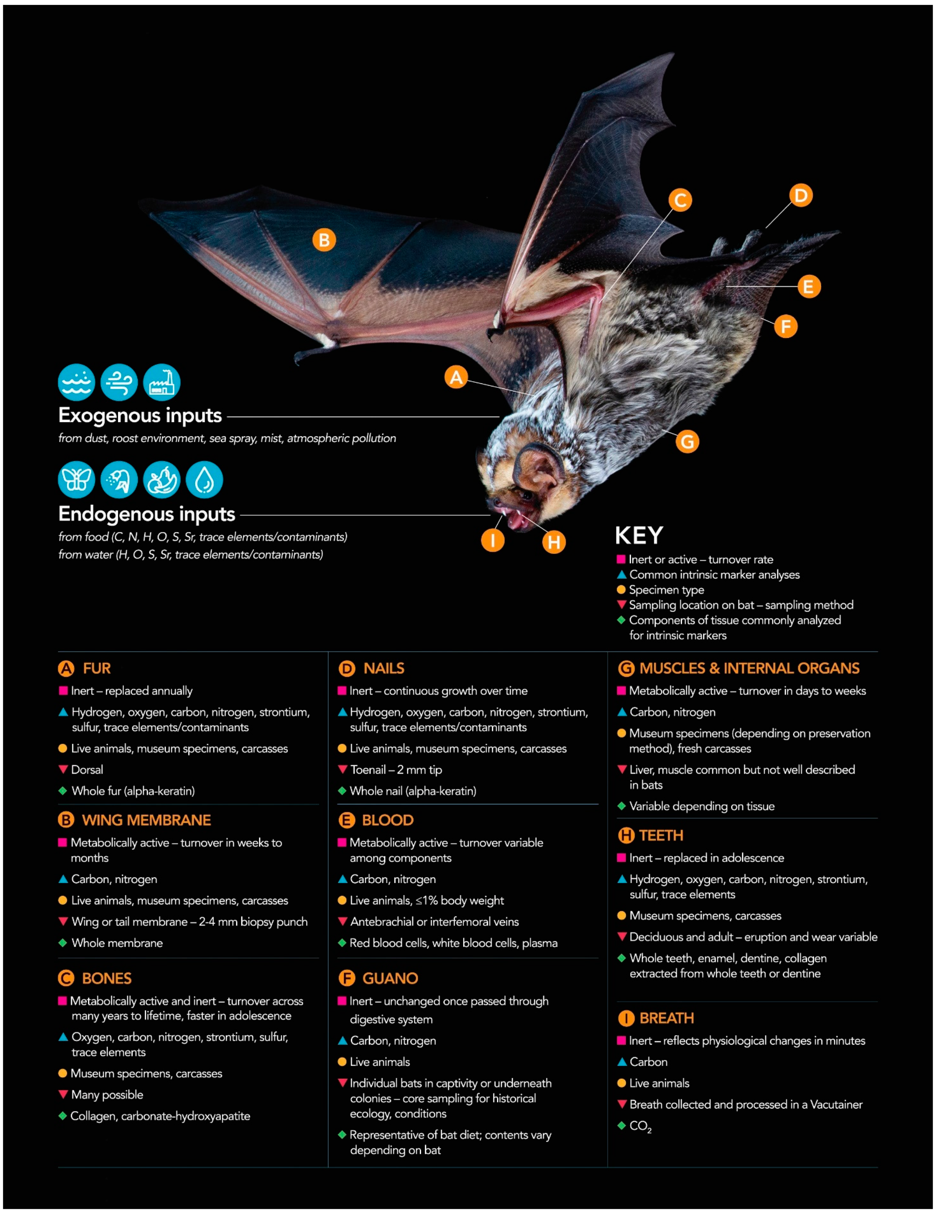 Animals | Free Full-Text | The Use of Intrinsic Markers for Studying the  Migratory Movements of Bats