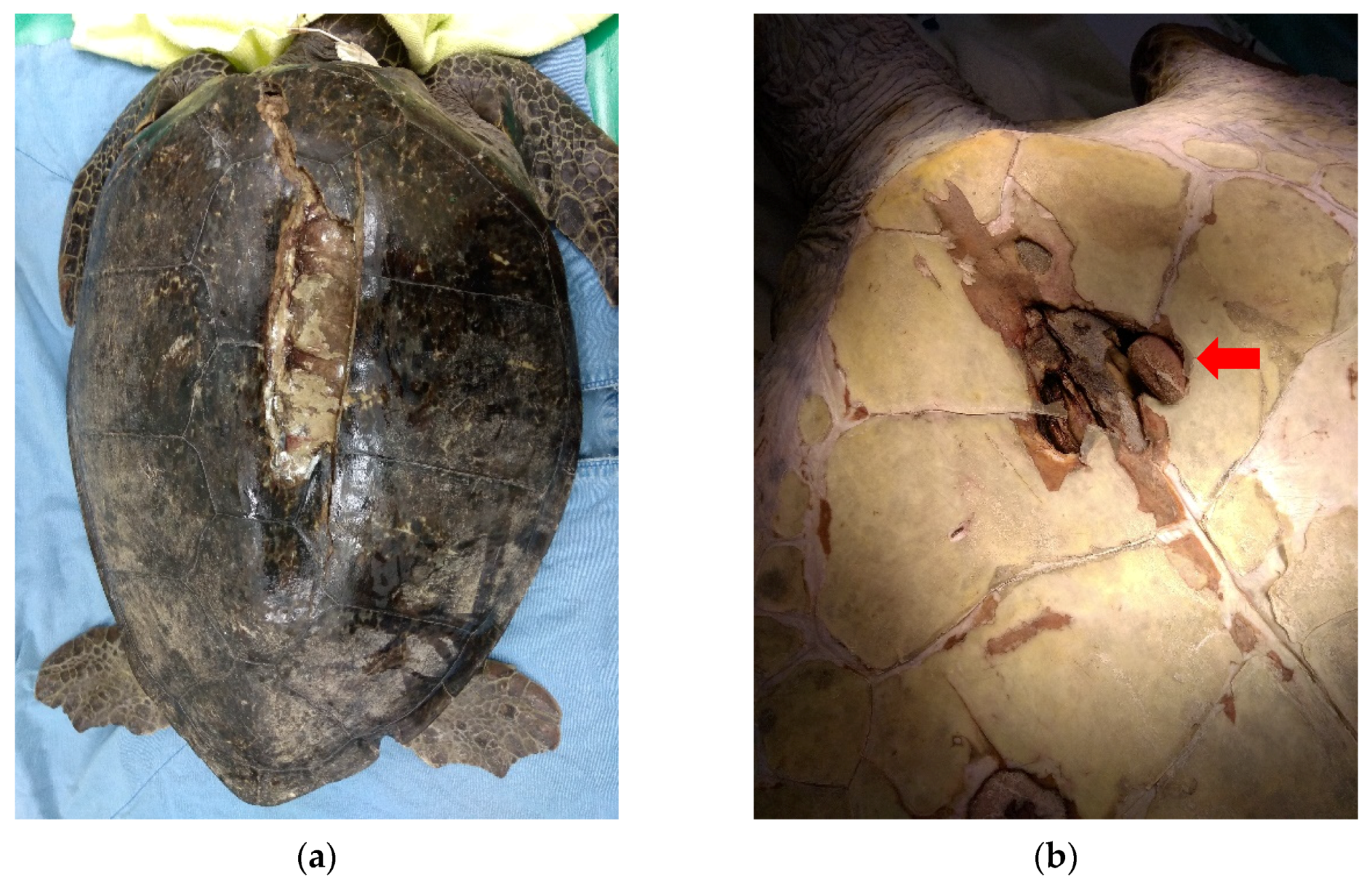 Animals 11 03480 g001 Animals 11 03480 g001