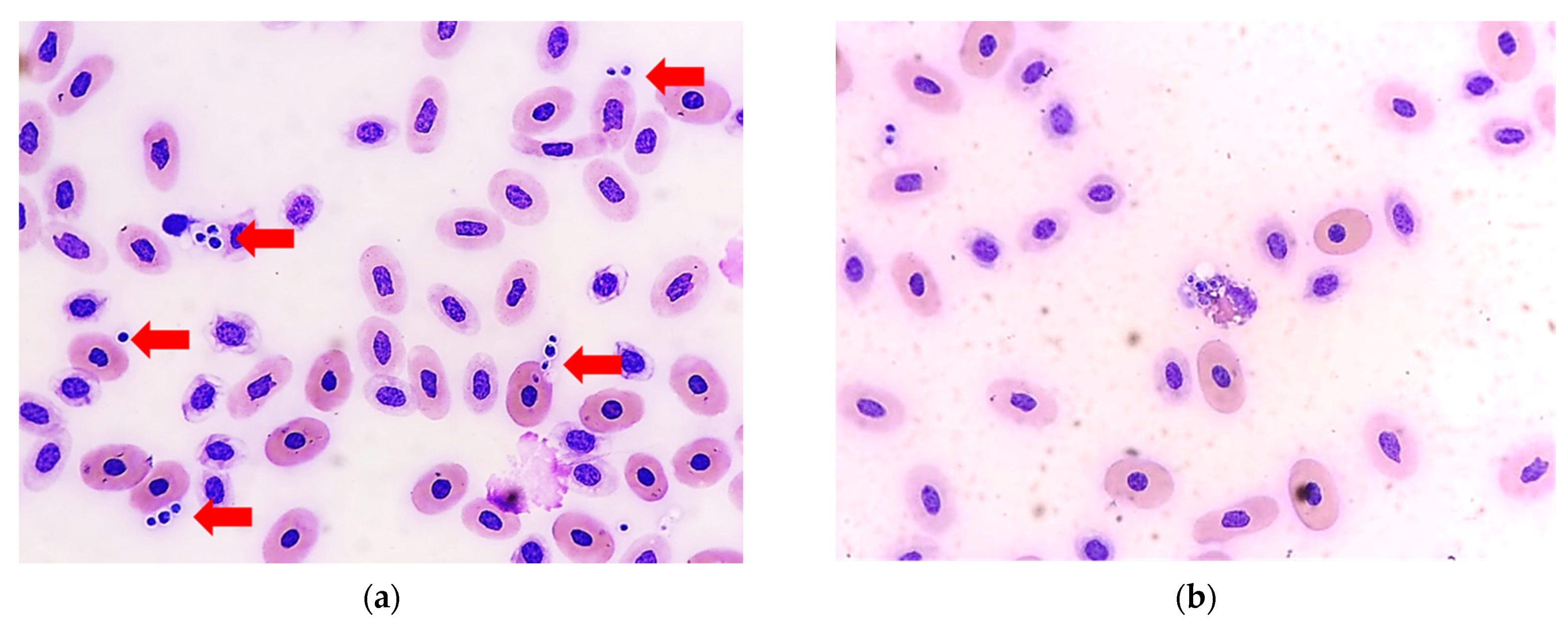 Animals 11 03480 g002 Animals 11 03480 g002