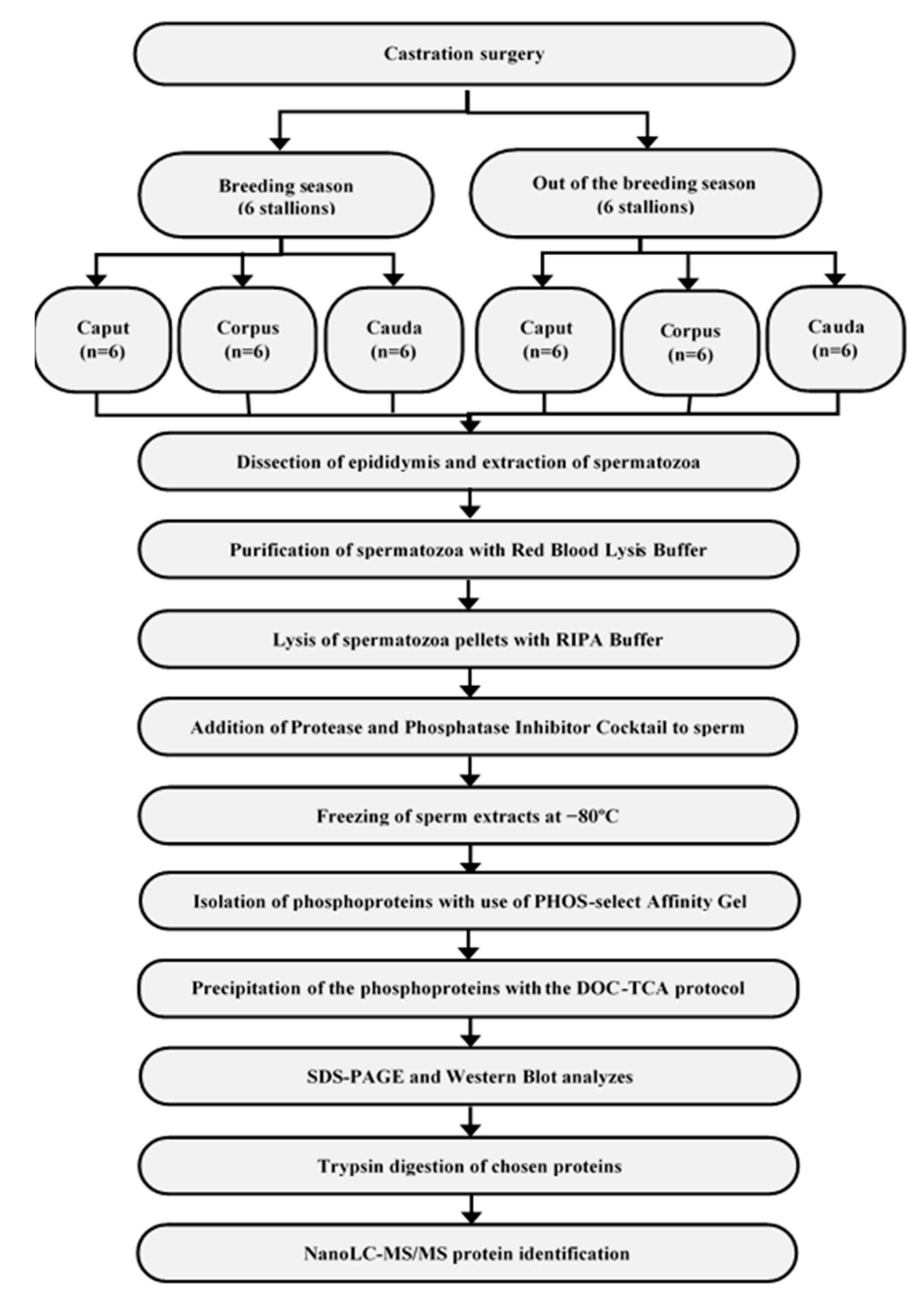 Animals 11 03487 g001 Animals 11 03487 g001