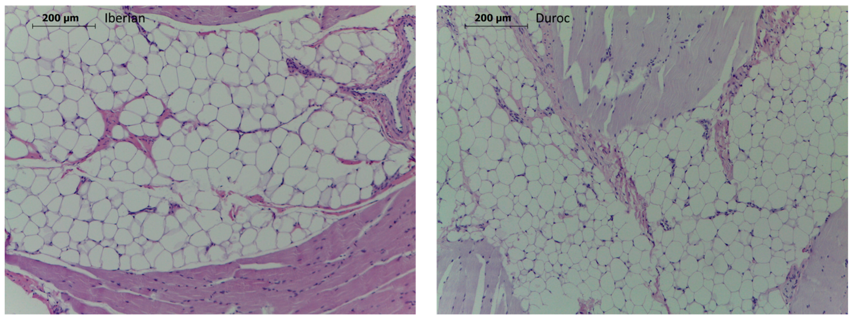 Animals 11 03505 g001 Animals 11 03505 g001