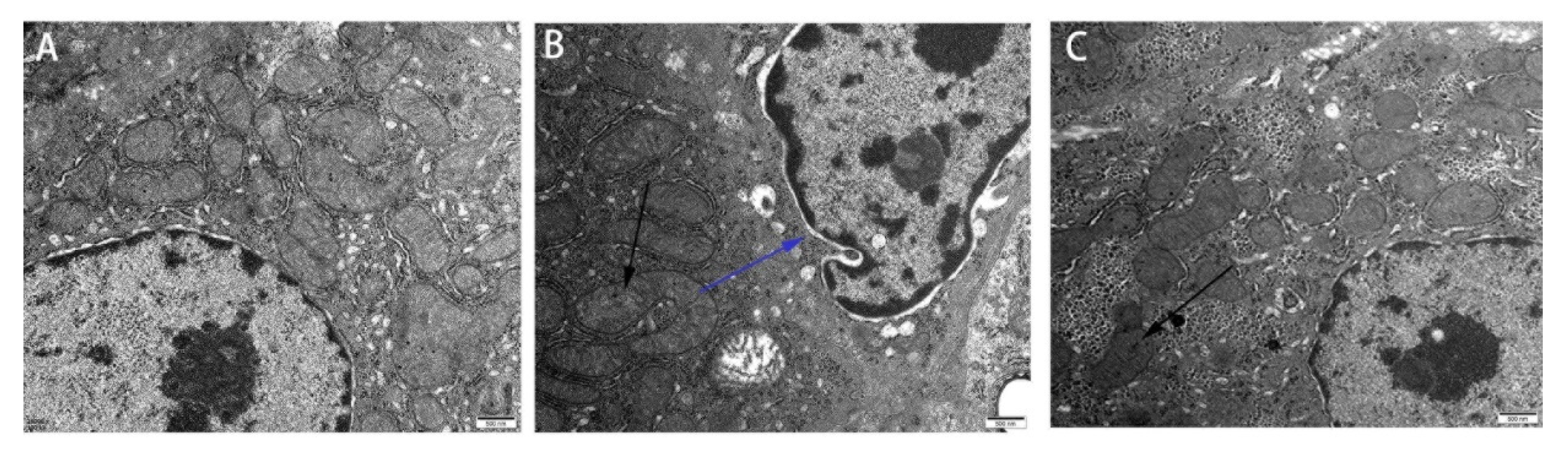 Animals 11 03516 g002