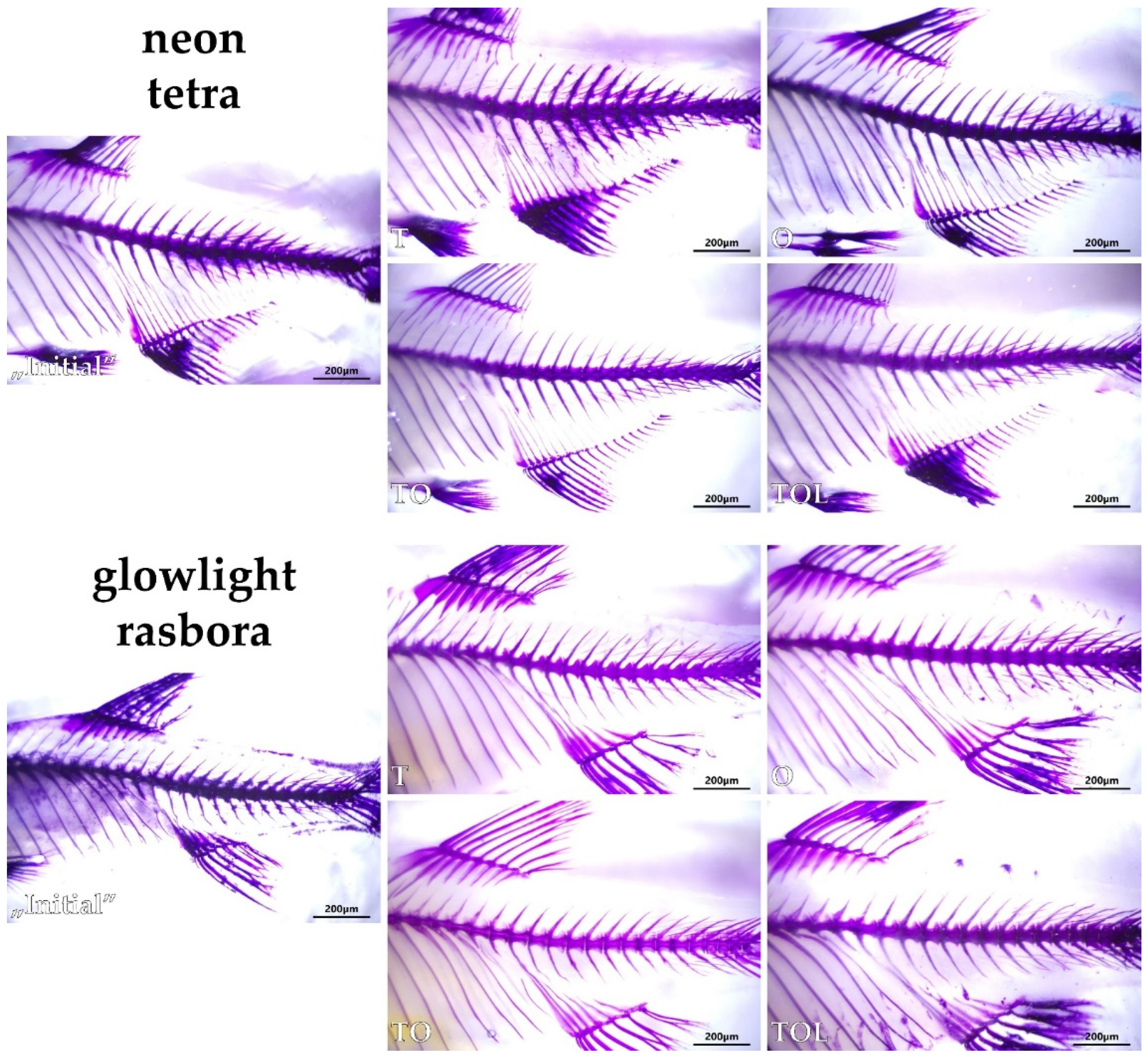 Animals 11 03520 g005 Animals 11 03520 g005