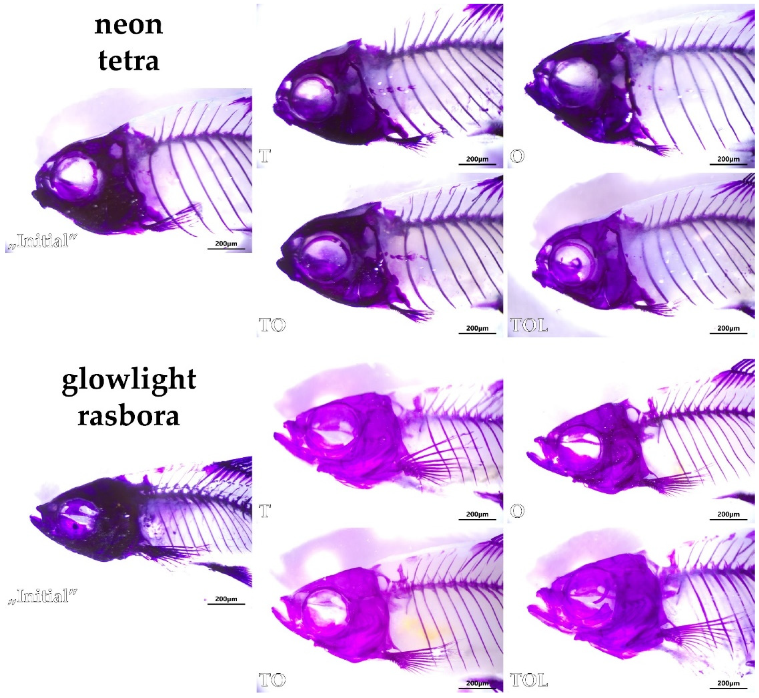 Animals 11 03520 g006 Animals 11 03520 g006