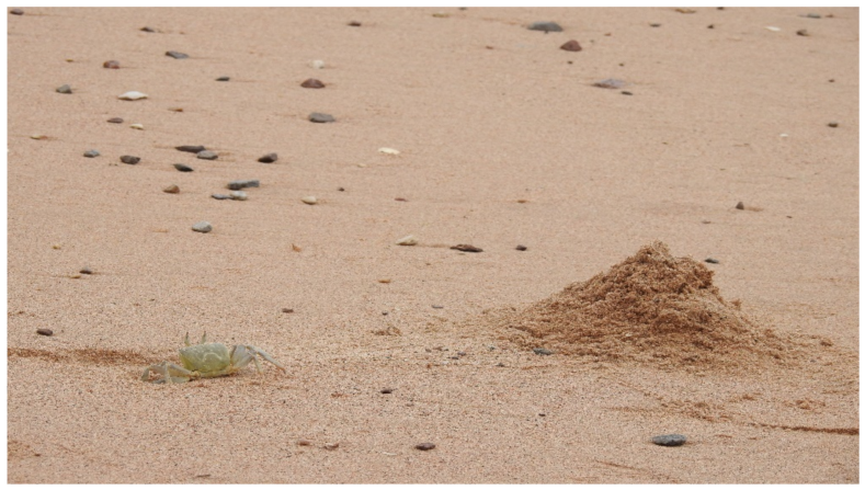 Animals 11 03541 g001 Animals 11 03541 g001