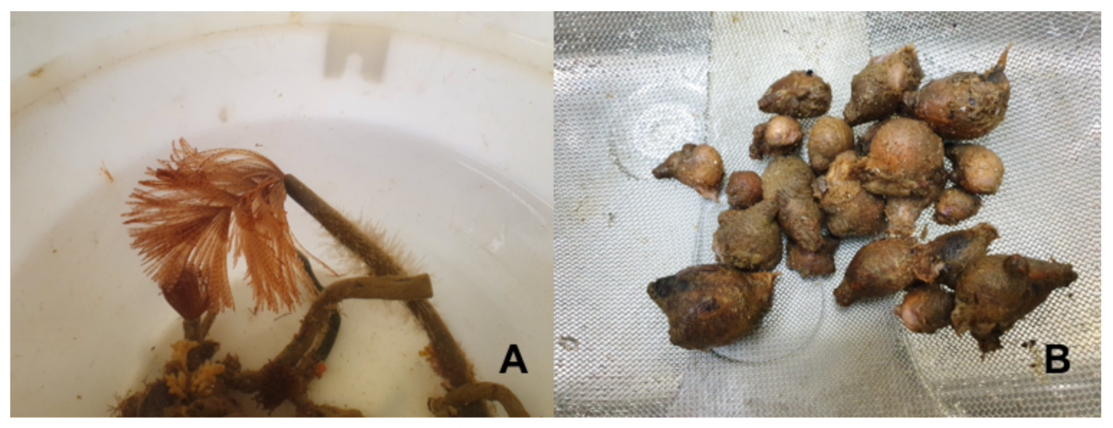 Animals 11 03557 g001 Animals 11 03557 g001