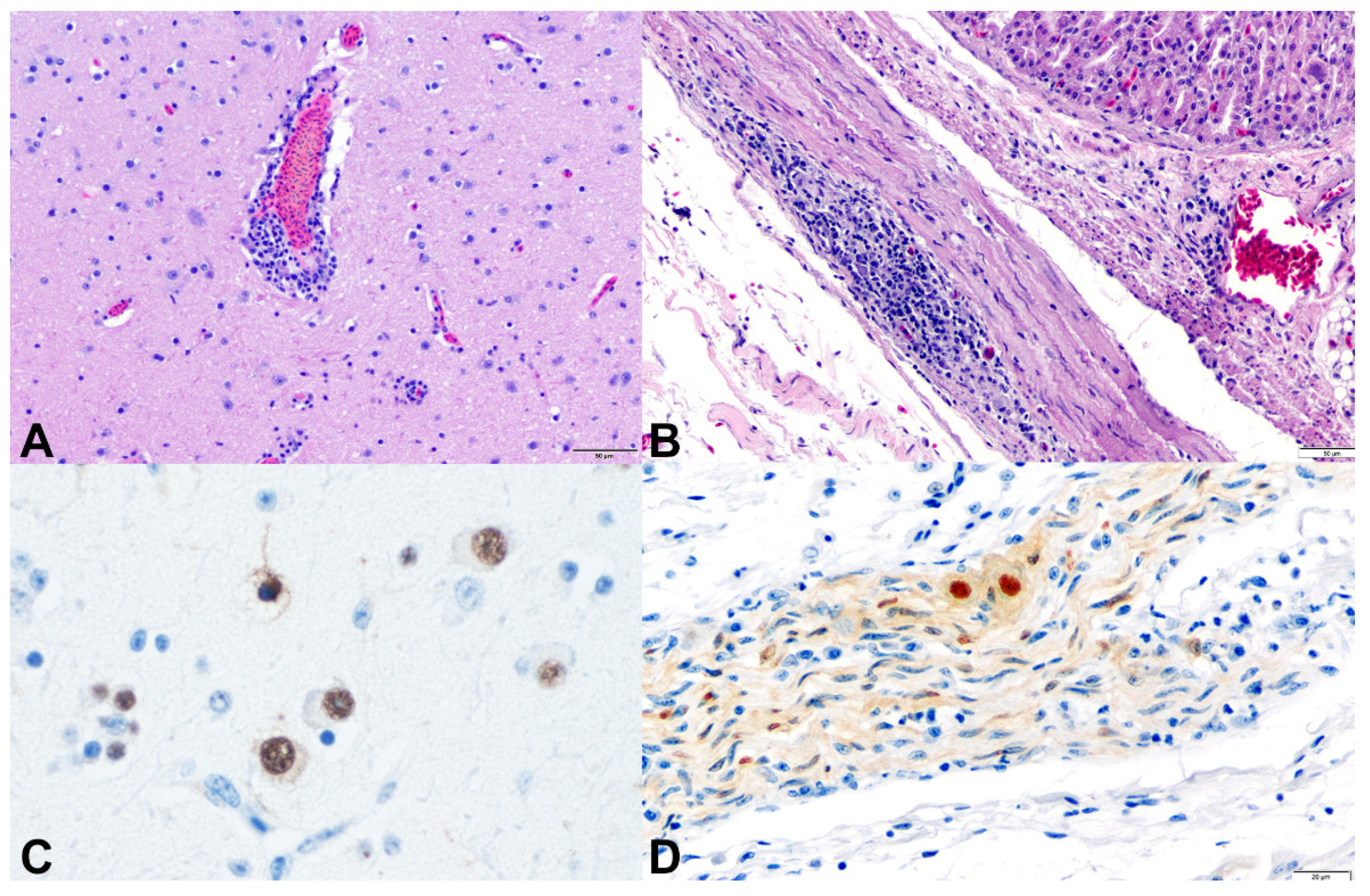 Animals 11 03558 g005 Animals 11 03558 g005