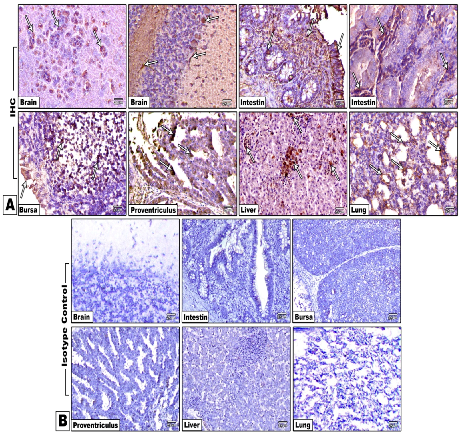 Animals 11 03567 g009