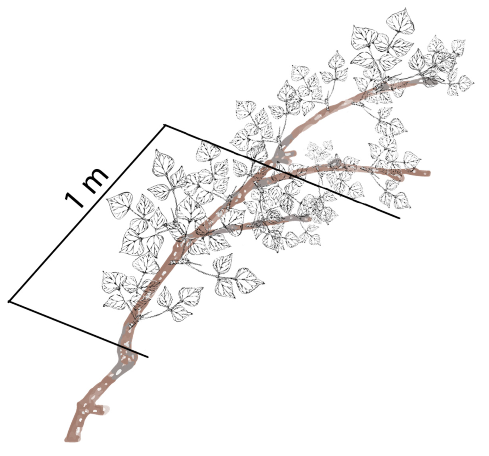 Animals 11 03585 g003