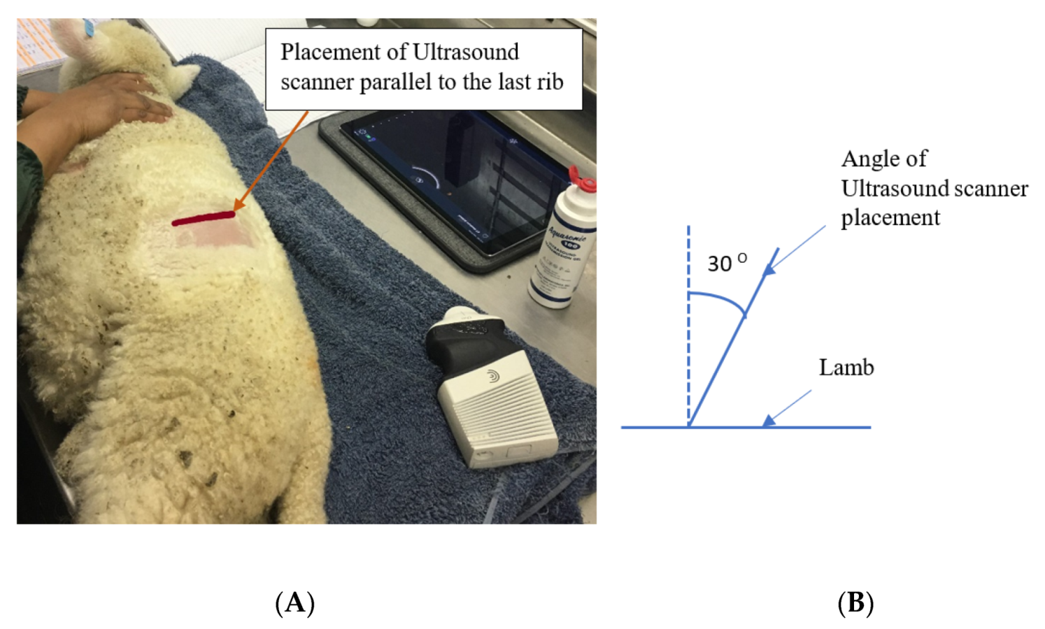 Animals 11 03606 g001 550
