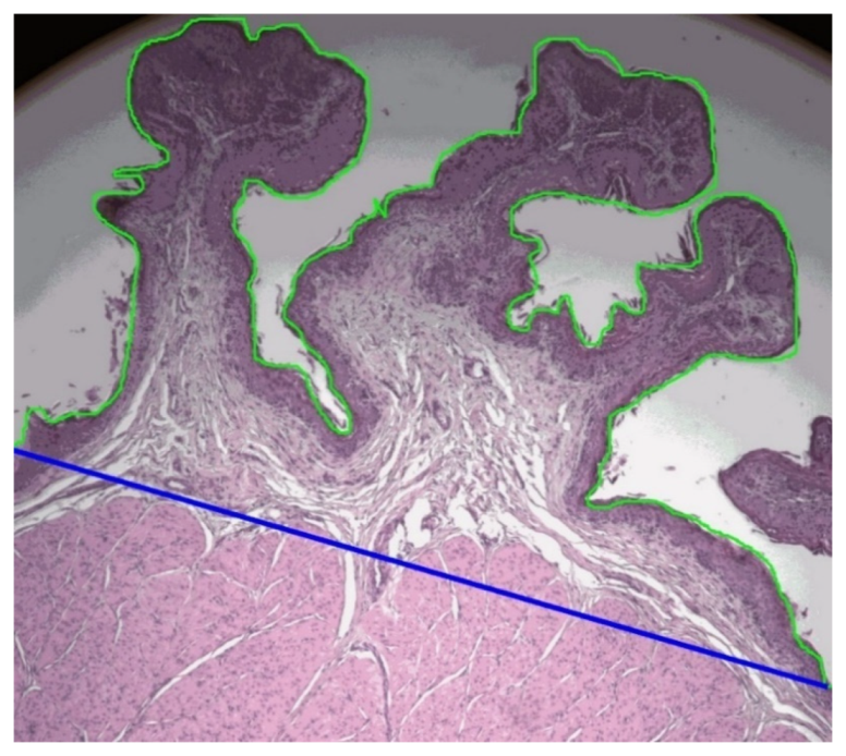 Animals 11 03606 g002 550