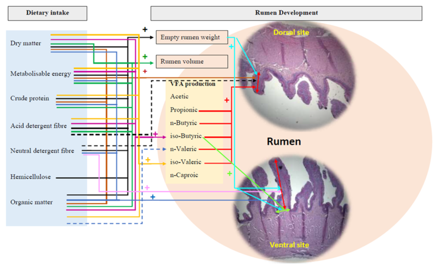 Animals 11 03606 g004 550