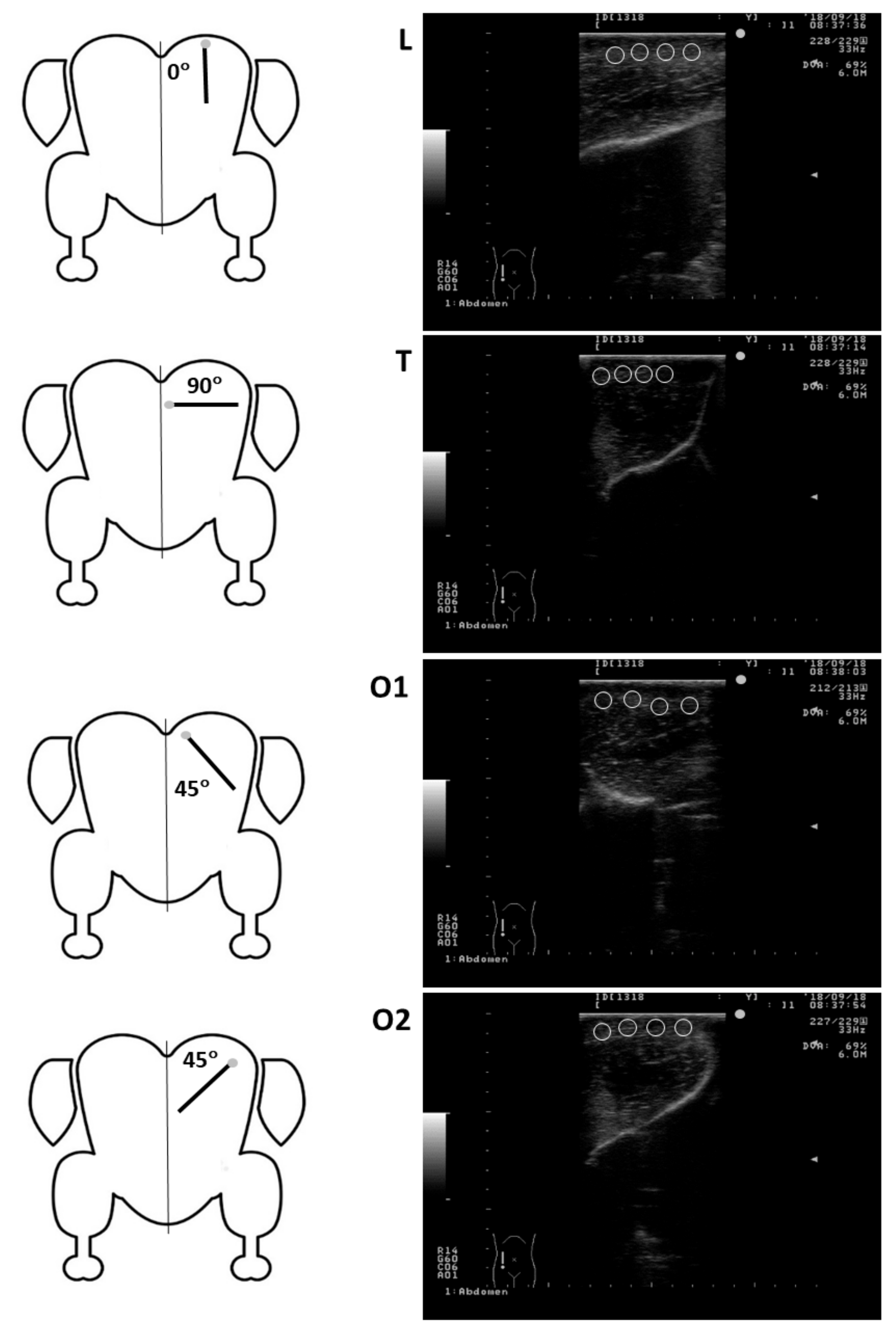 Animals 12 00005 g001