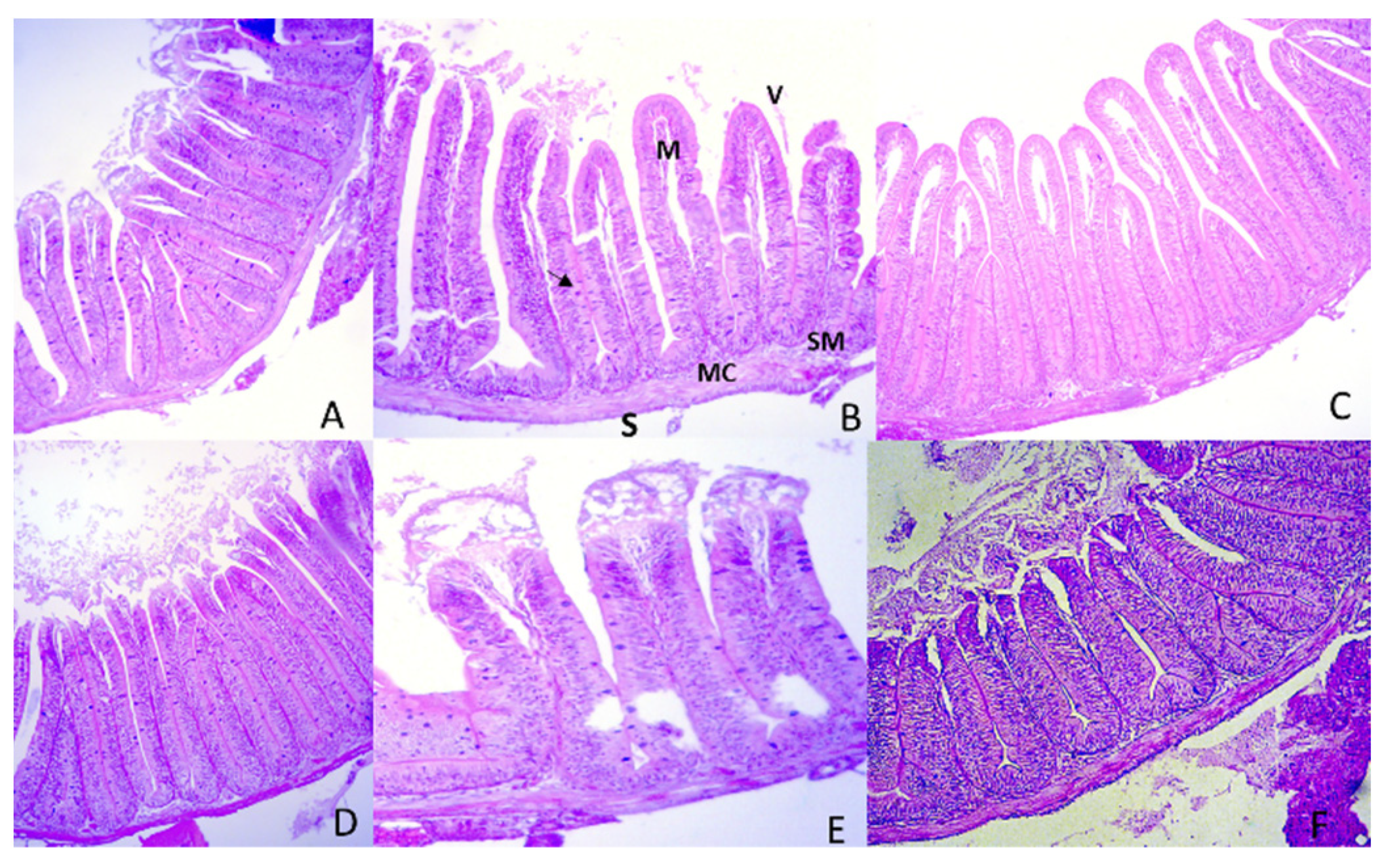 Animals 12 00008 g004