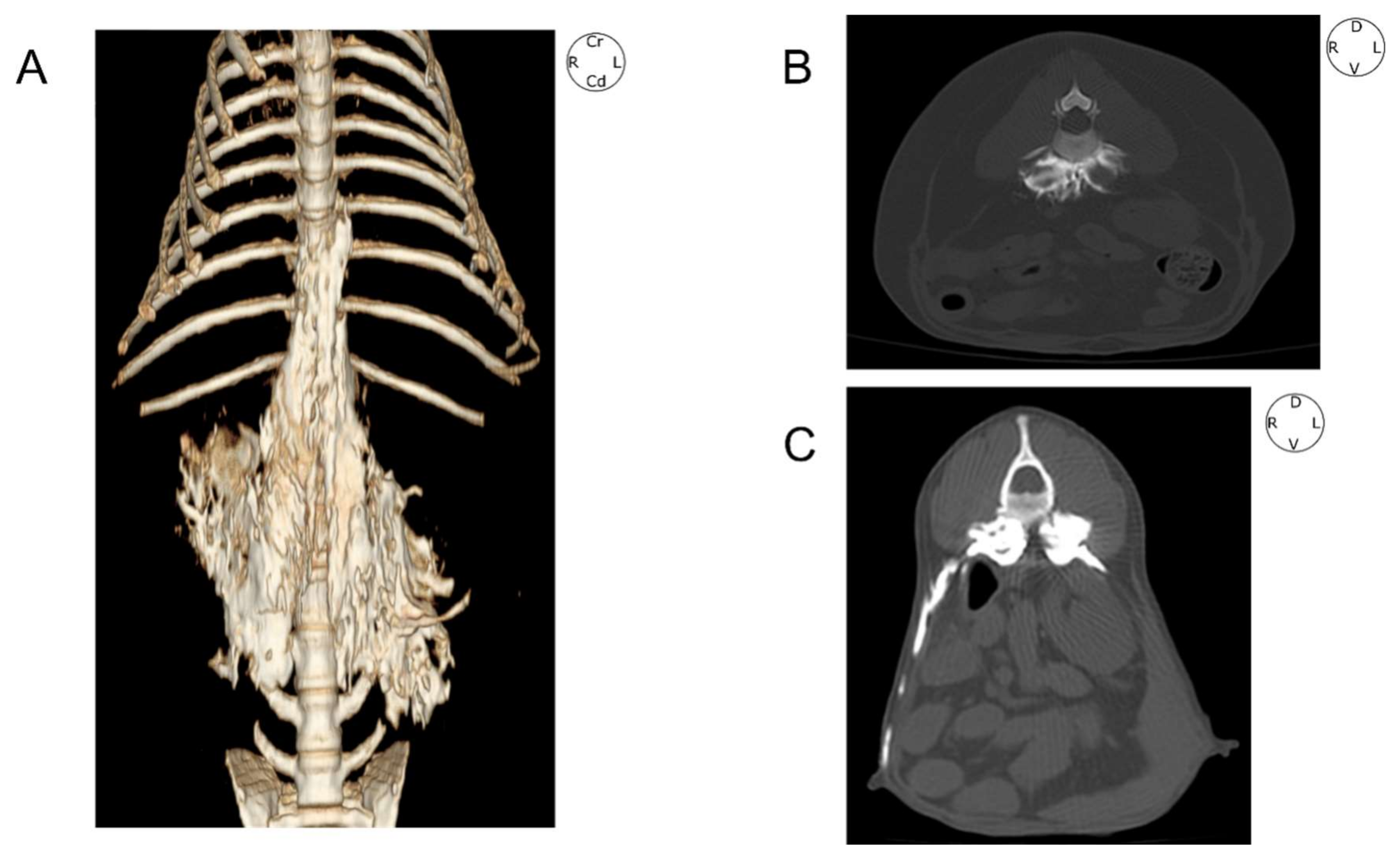 Animals 12 00018 g005 550