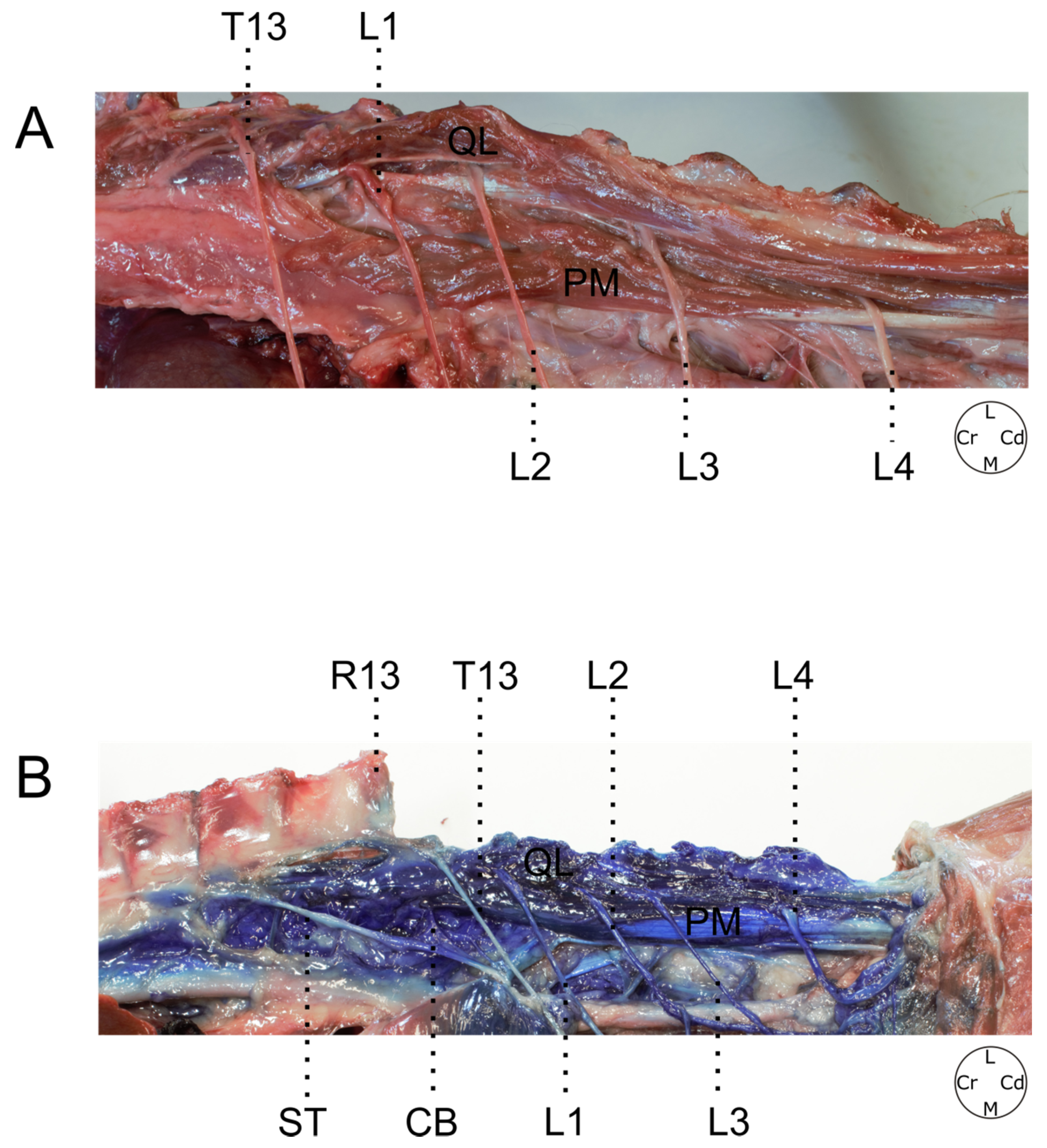 Animals 12 00018 g007 550