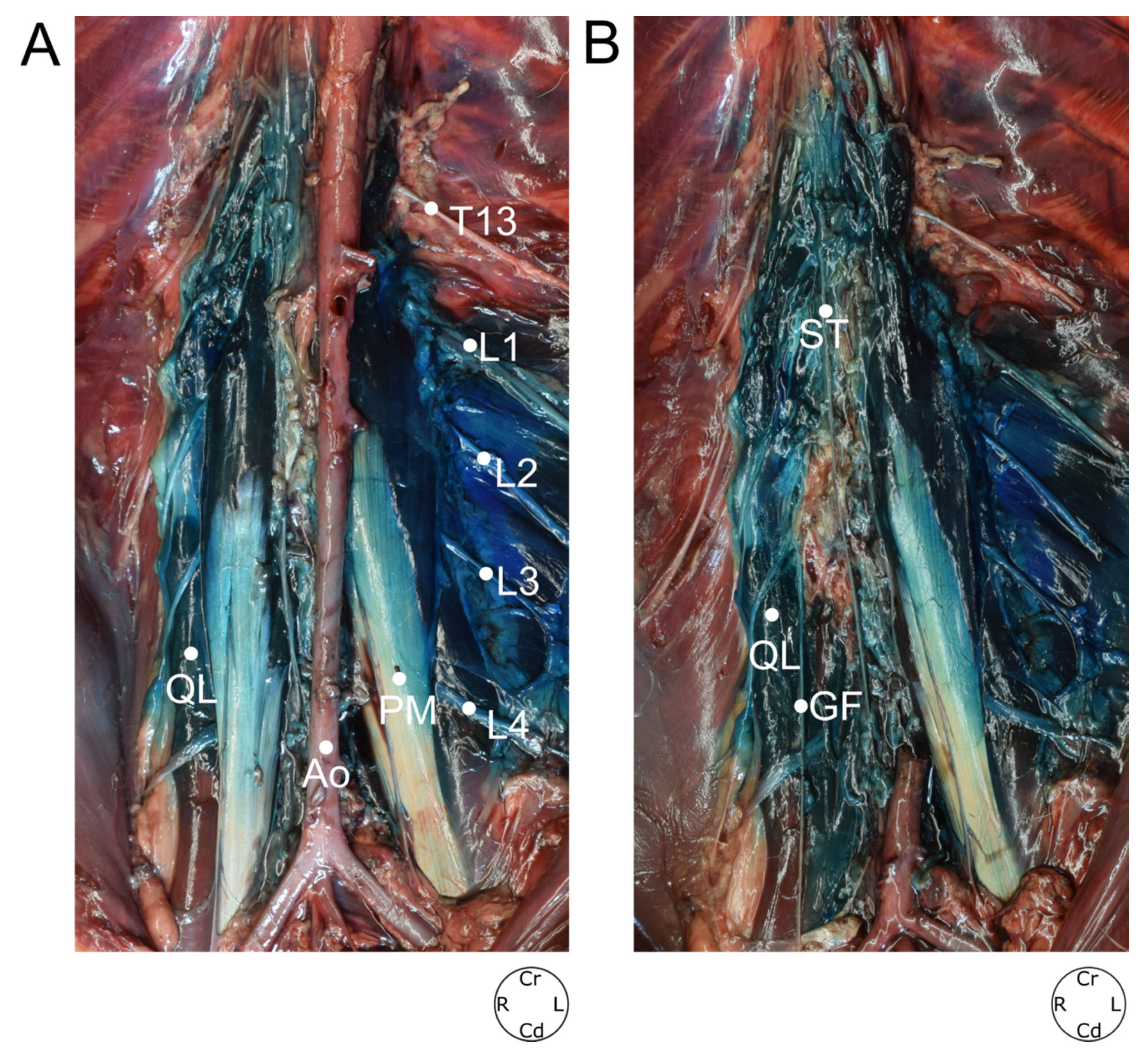 Animals 12 00018 g008 550
