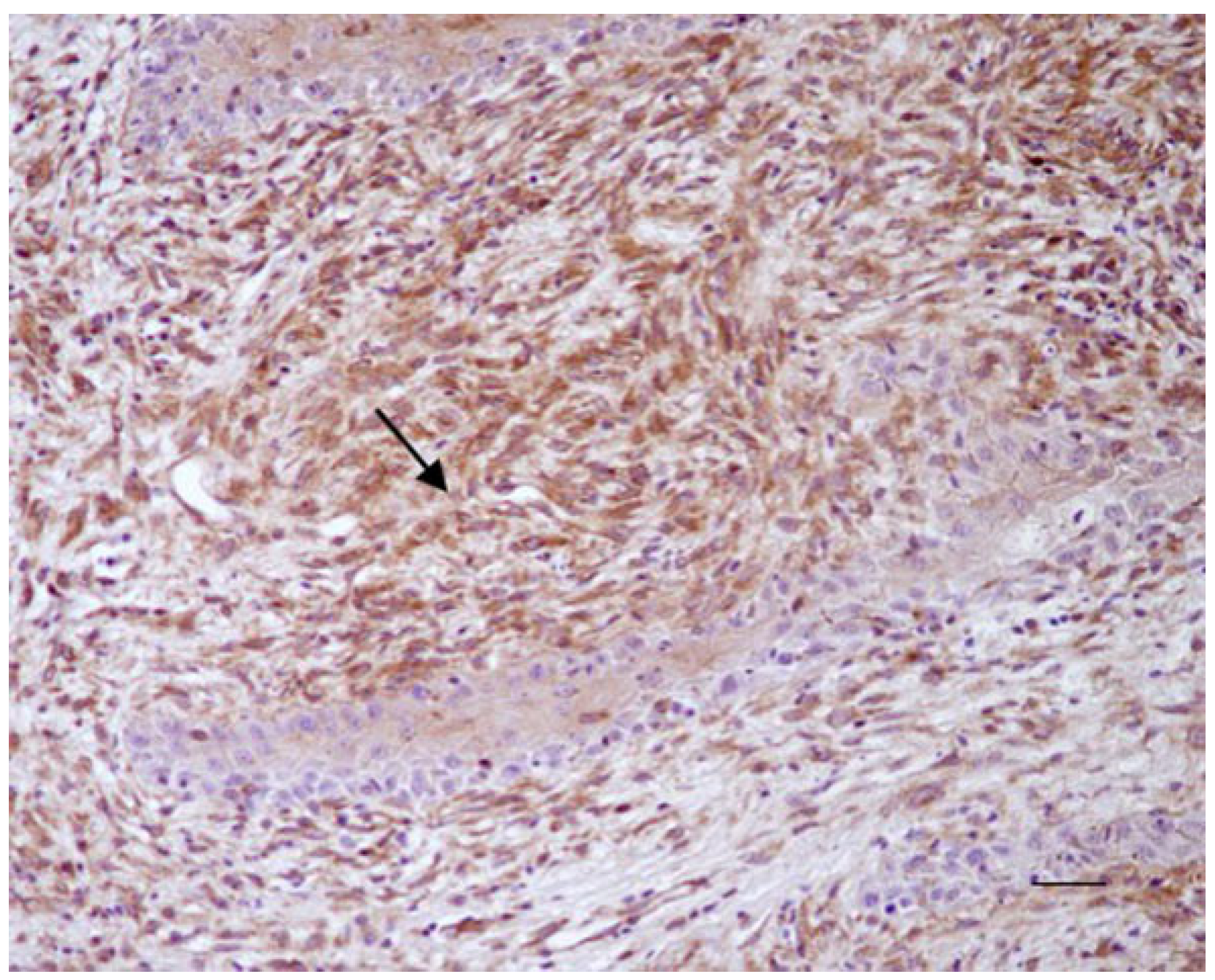 Animals 12 00020 g001